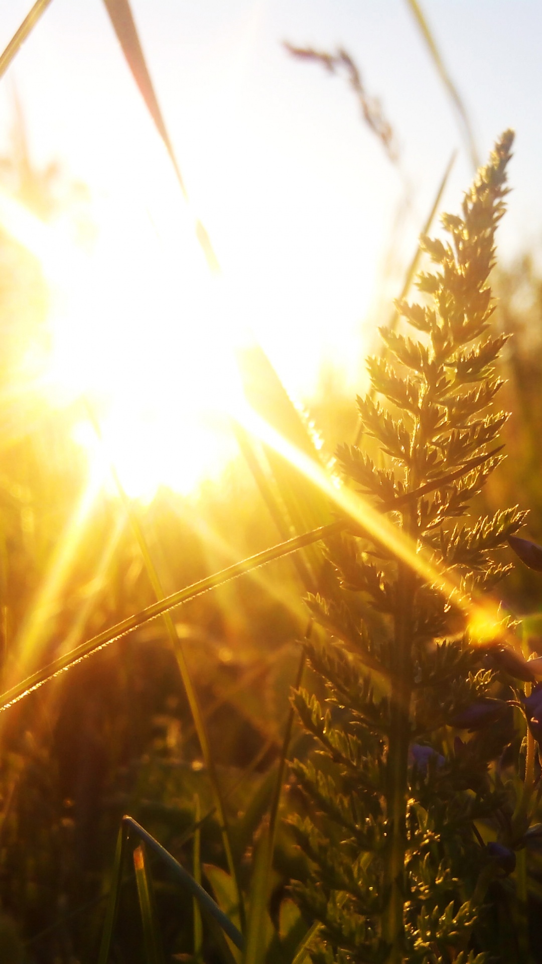 Света пшеничная. Пшеница солнце. Пшеница осень. Пшеница свет. Пшеница, небо, Солнечный свет.