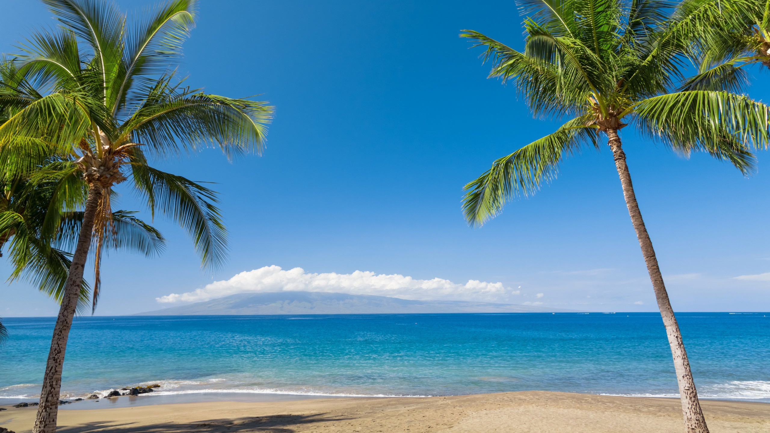 пальмы на пляже фото