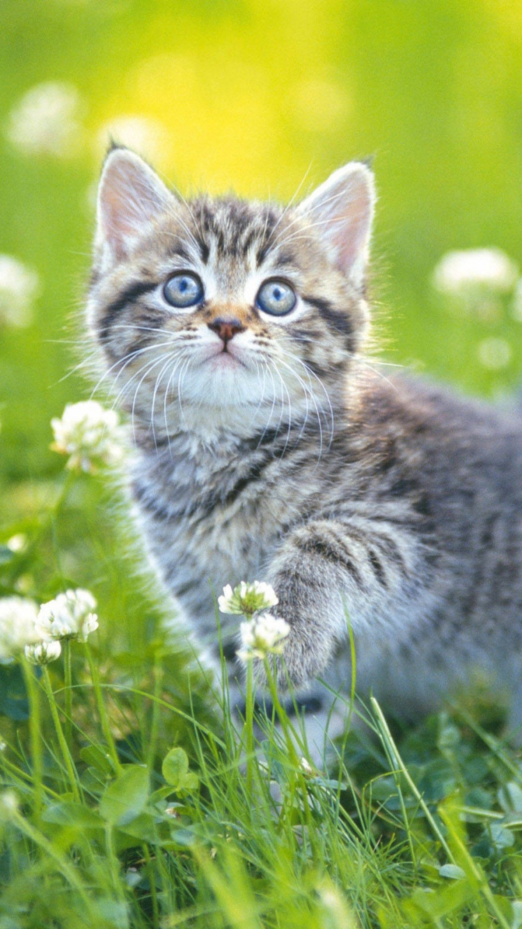Котики вертикальные картинки