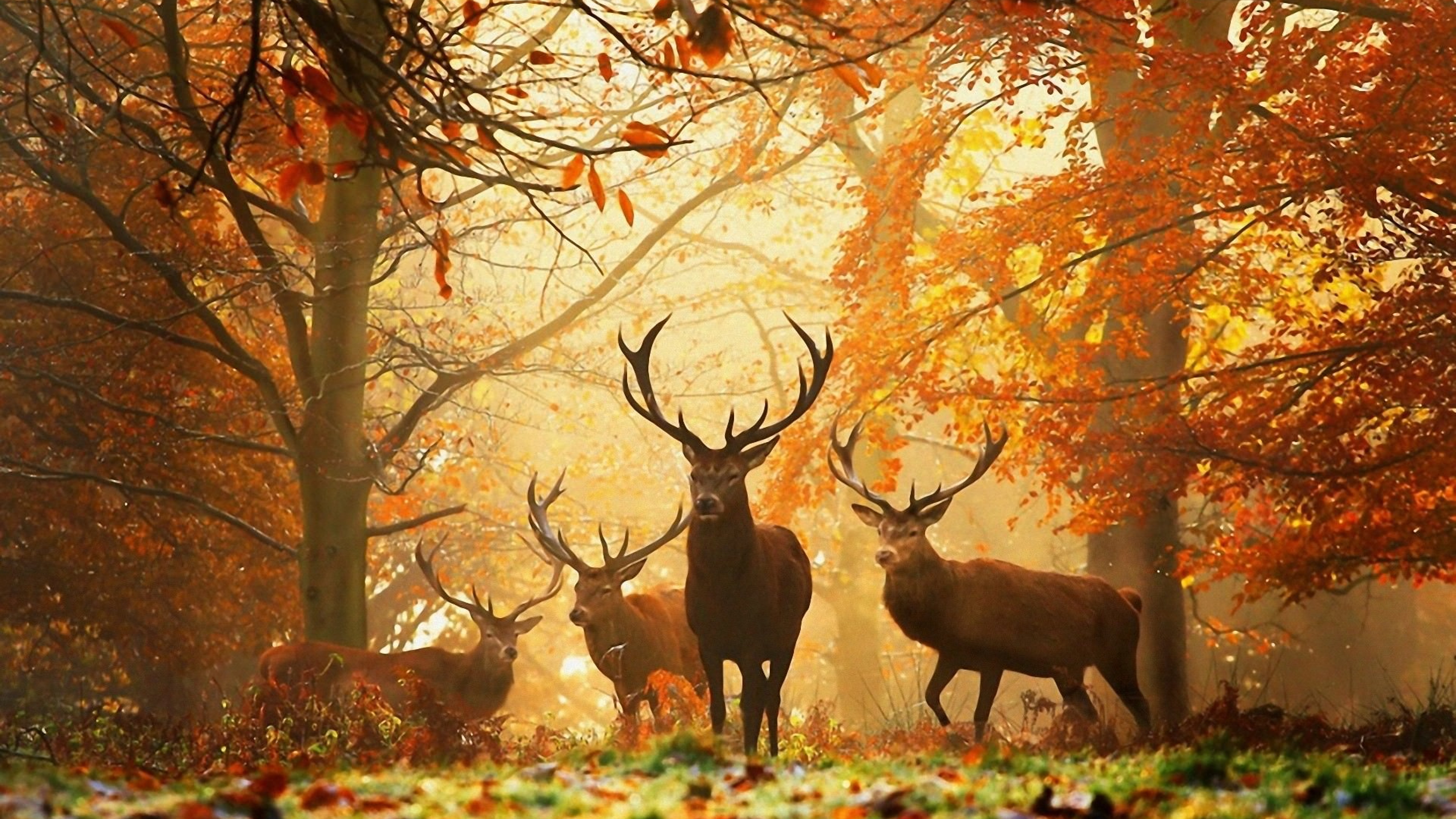 Живая природа картина