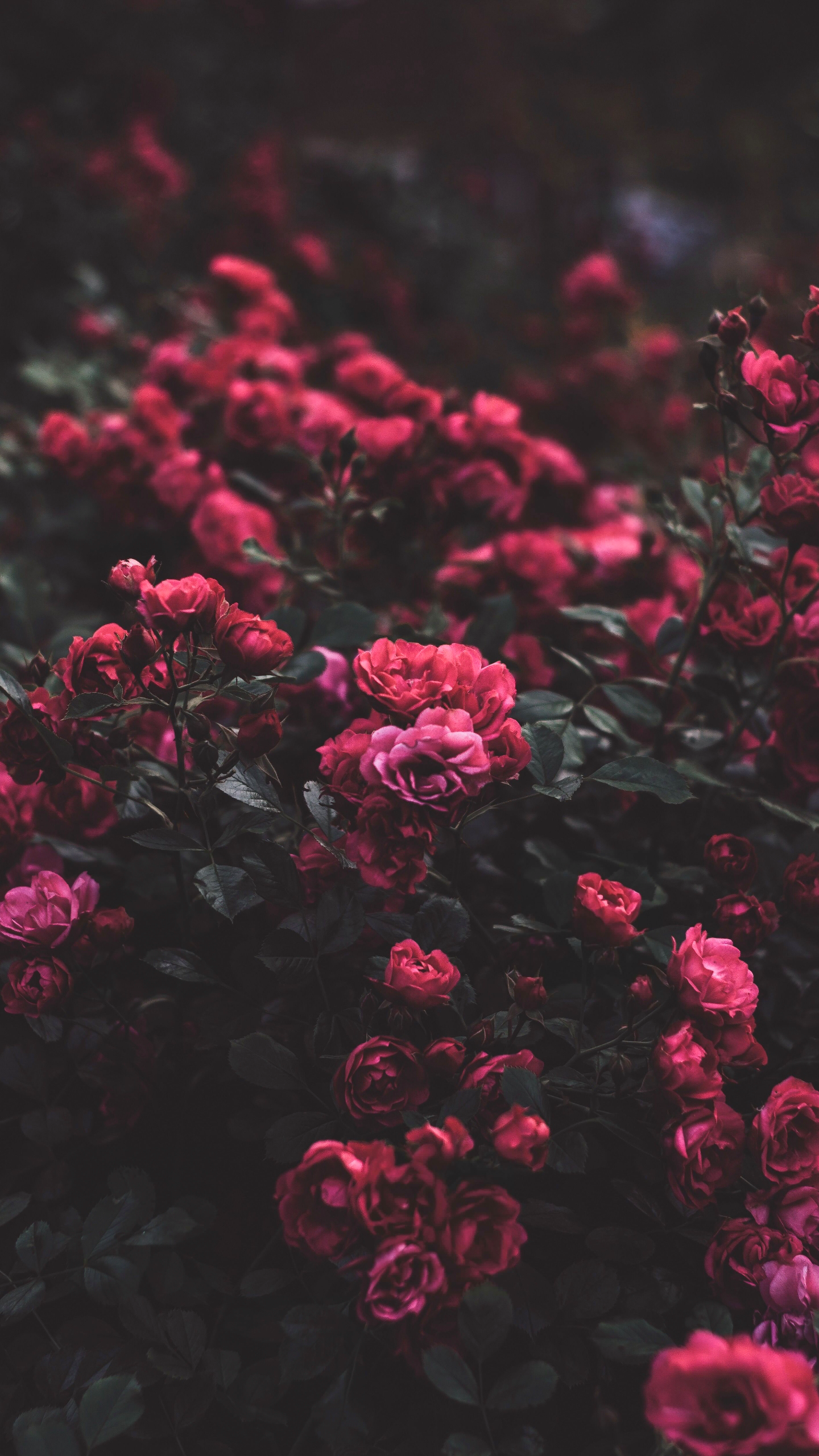 Coquette aesthetic РІ С†РІРµС‚РѕС‡РµРє