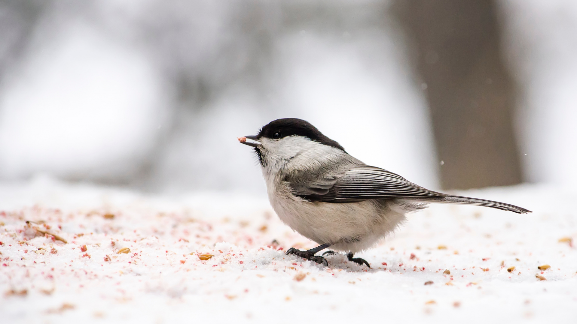 Серые птички зимой. Юнко птица. Юнко Воробей. Серо черная птица. Birds in Winter.