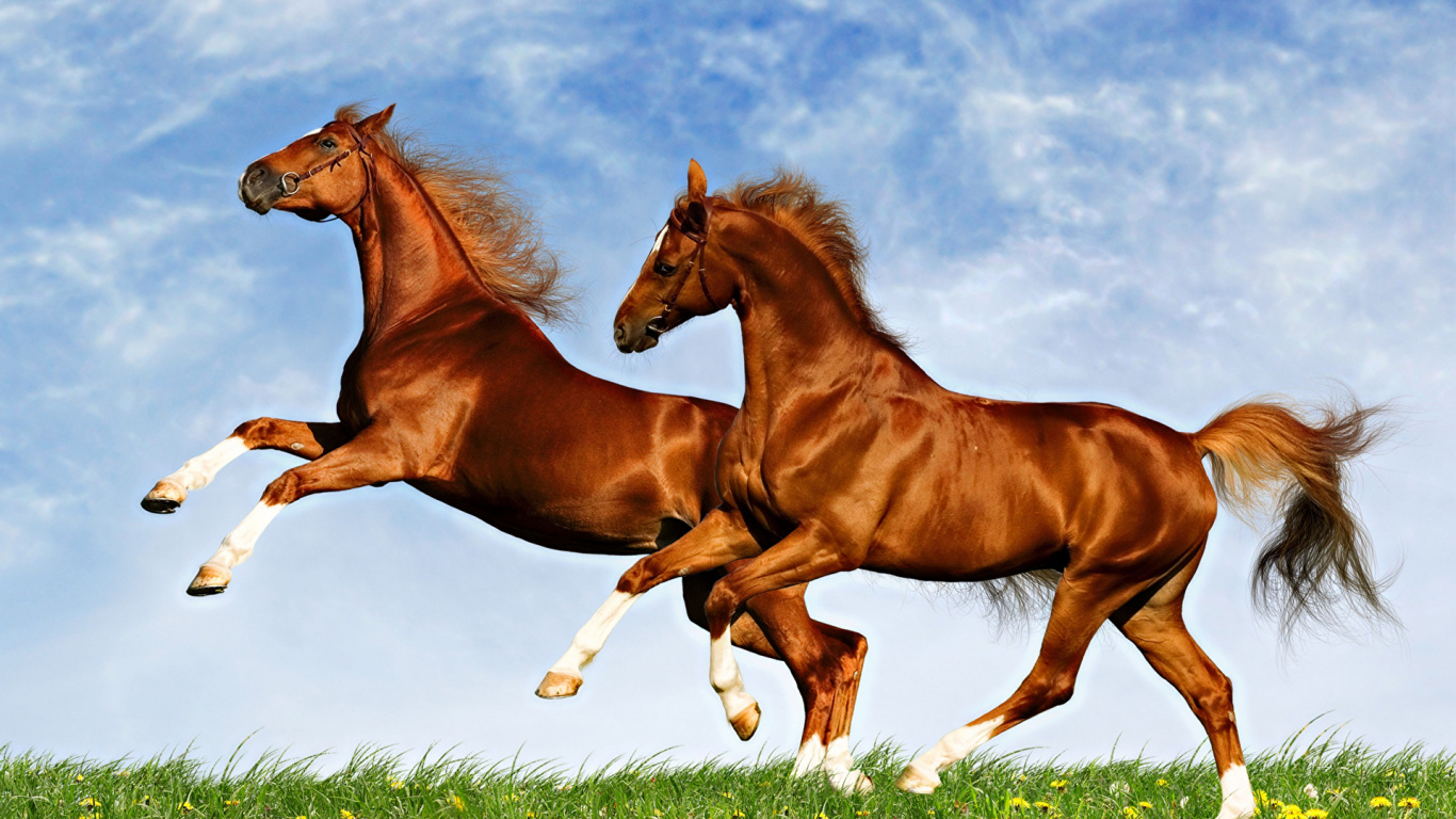 Скачут скачут две лошадки. Красивые лошади. Красивый конь. Очень красивые лошади. Две лошади.