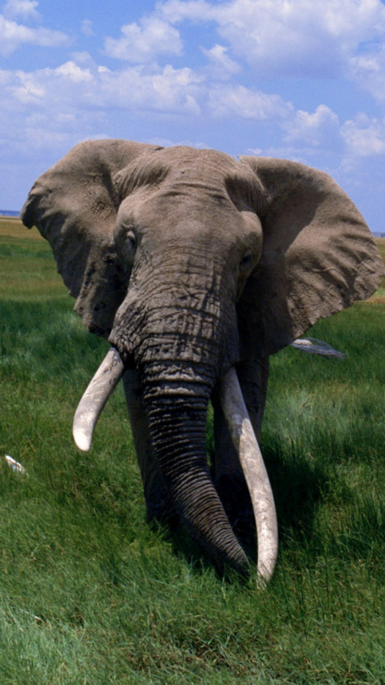Звук слоника. Гималайский слон. Африканский слон. Слоны фото. Самое большое наземное животное.