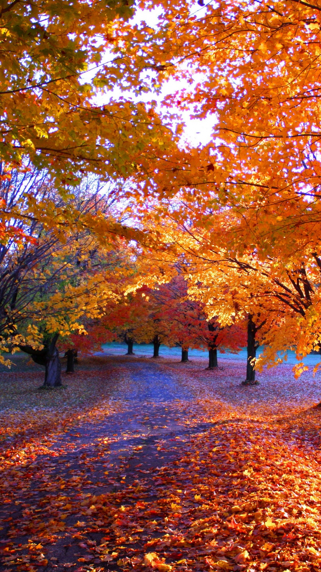 Обои дерево, сезон, природа, лист, осень на телефон Android, 1080x1920  картинки и фото бесплатно