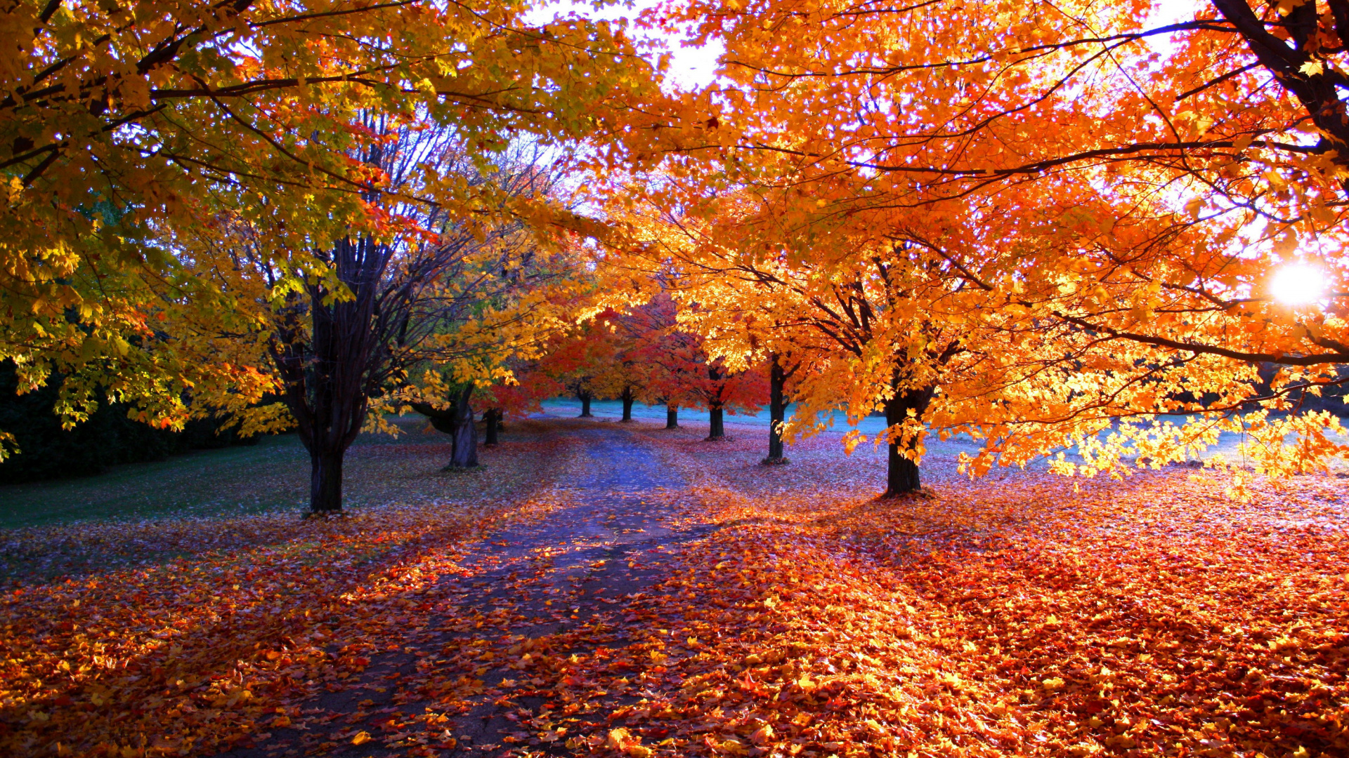 Красивая Золотая осень