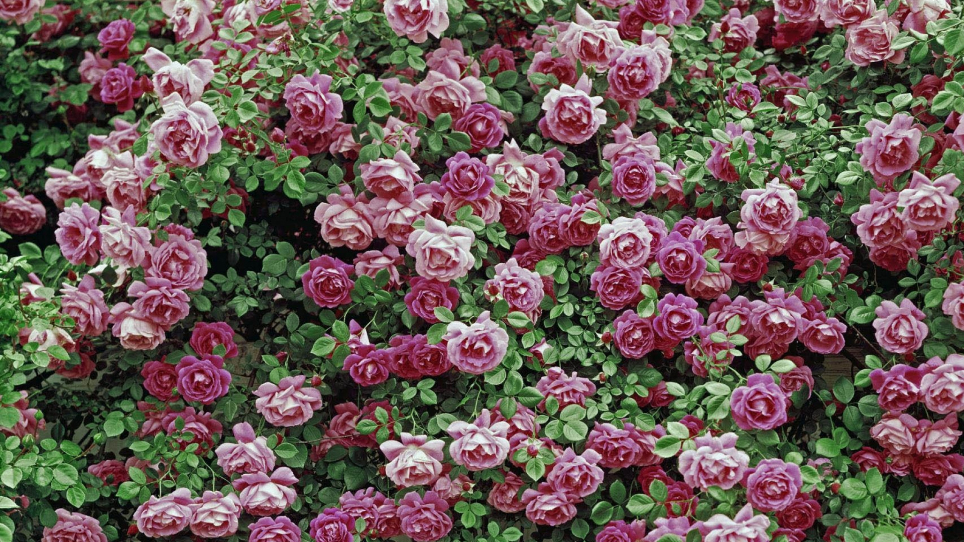 Розанелла роза куст.60