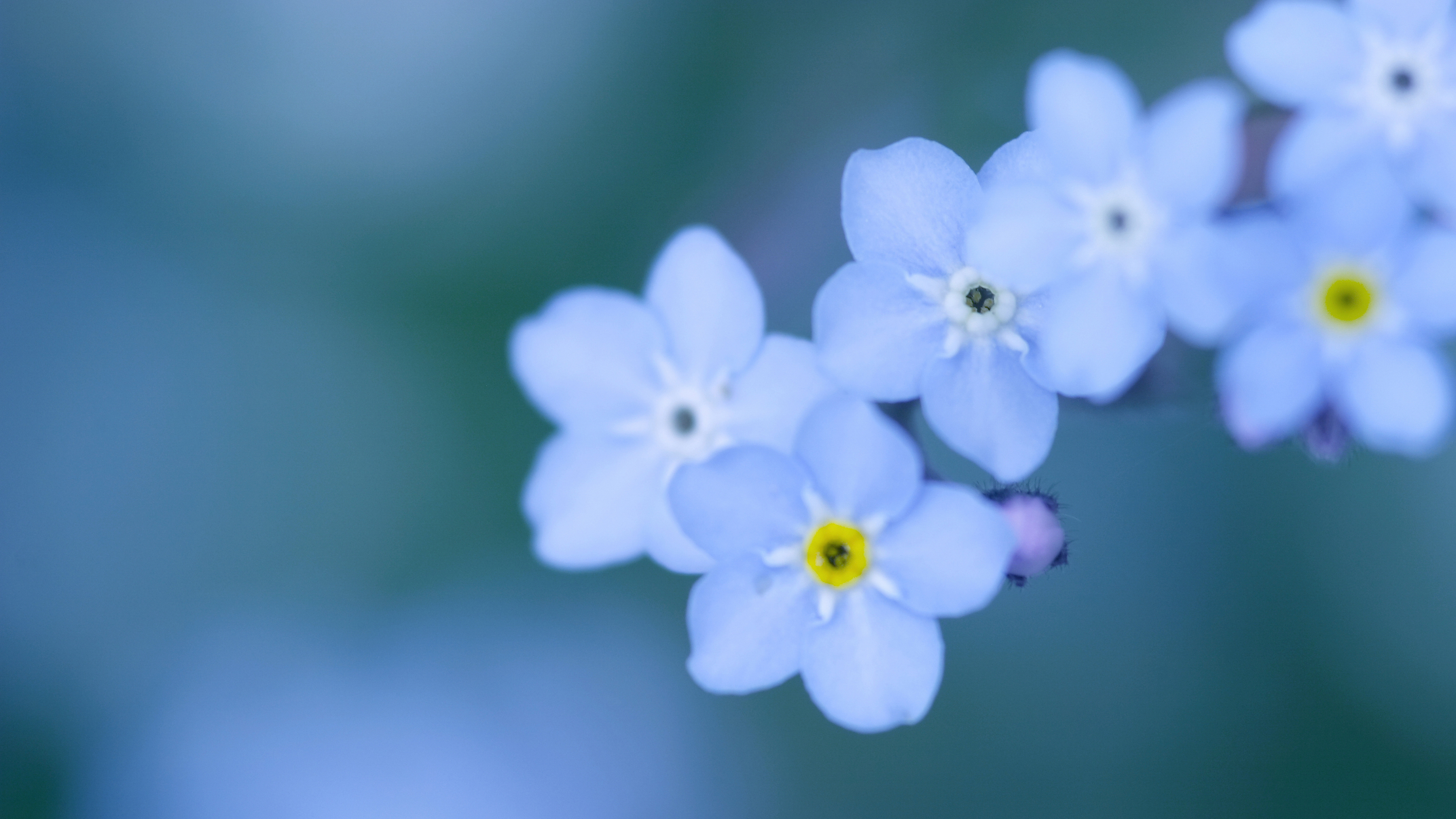 Незабудки 9. Цветы незабудки. Маленькие цветочки. Голубые цветы. Цветы голубого цвета.