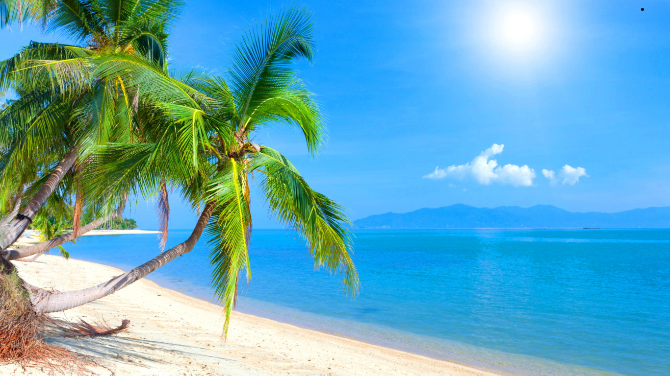 Обои 1366x768 пляж, Карибский бассейн, тропическая зона, Пальма, отпуск, HD...