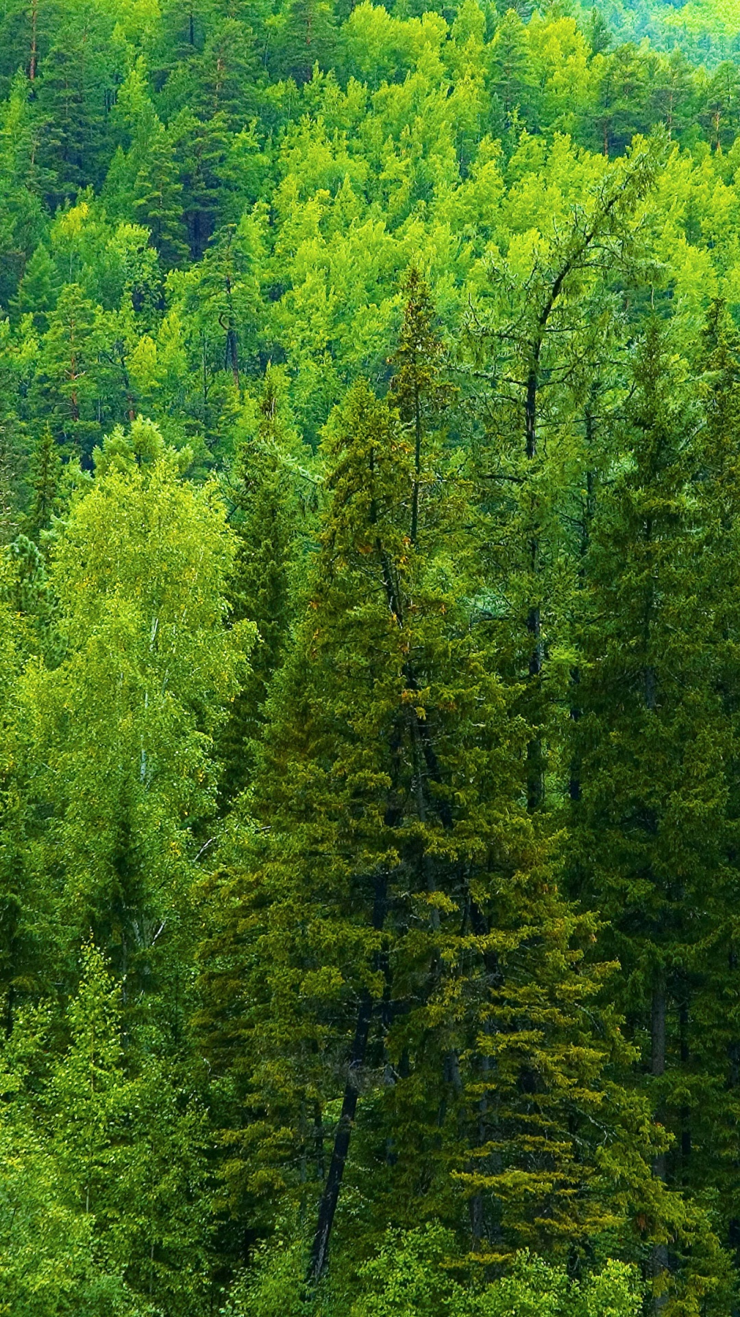 Лес вертикальное фото