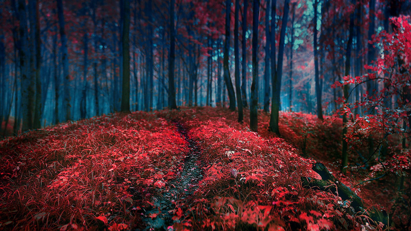 Красный лес Краснодарский край