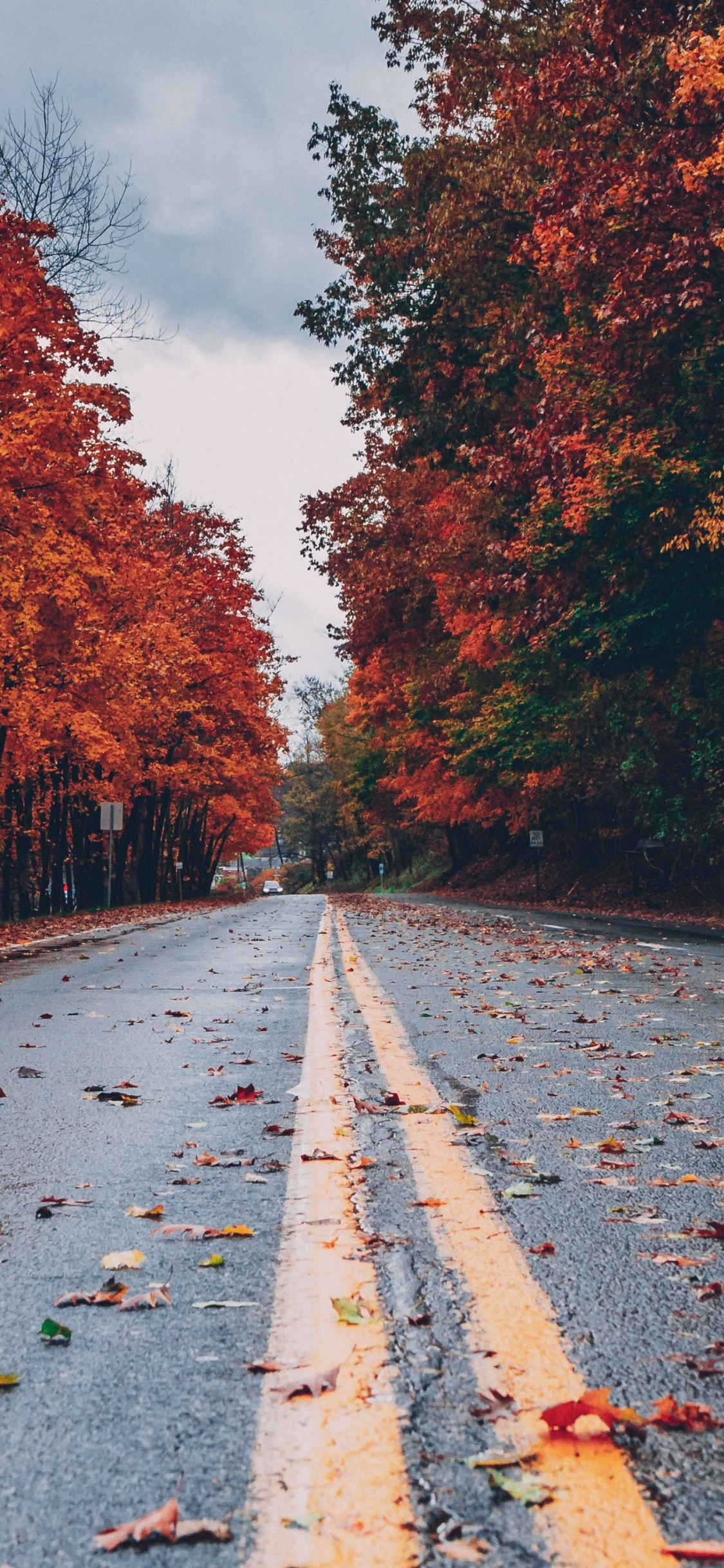 Осень картинки. Листья на земле. Оранжевый лес. Красивые виды осени картинки. Autumn falling s.