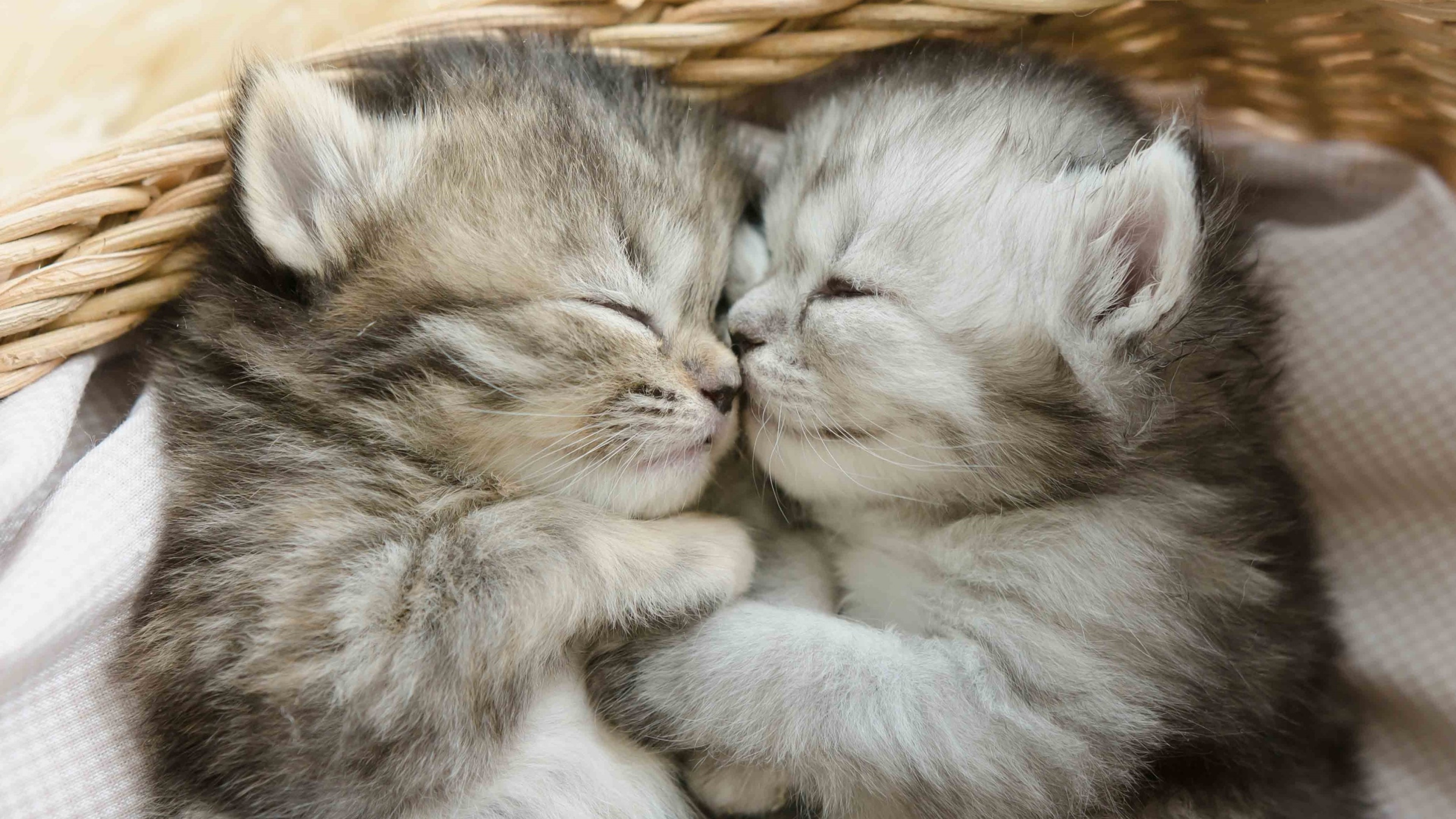 Спящие Котики В Обнимку
