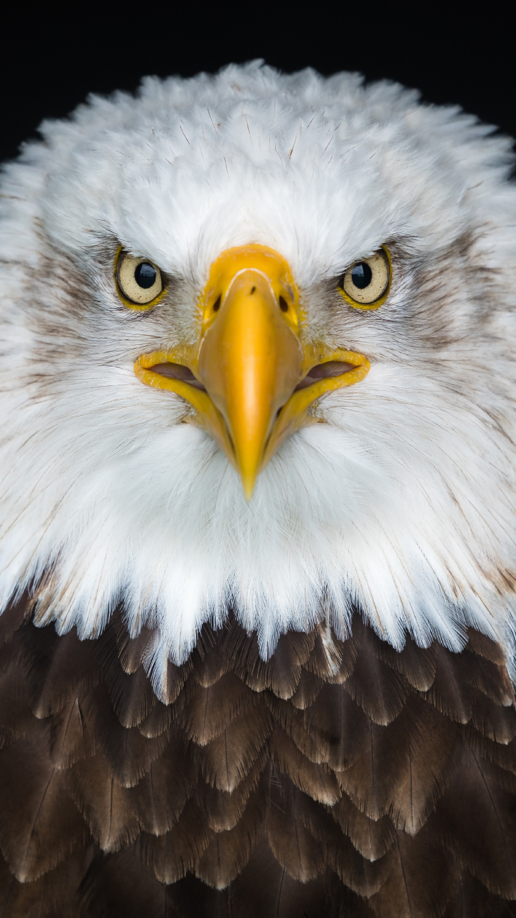 Обои белоголовый Орлан, золотой Орел, Орел, хищная птица, клюв для iPhone 6...