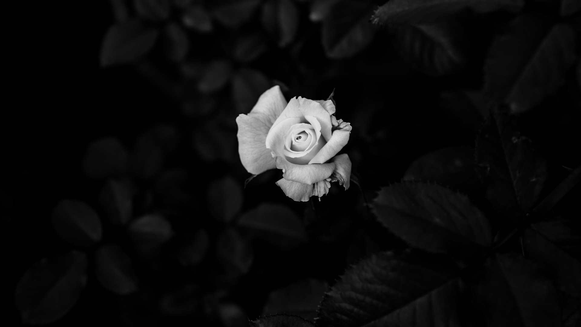 красивые картинки в черно белом цвете