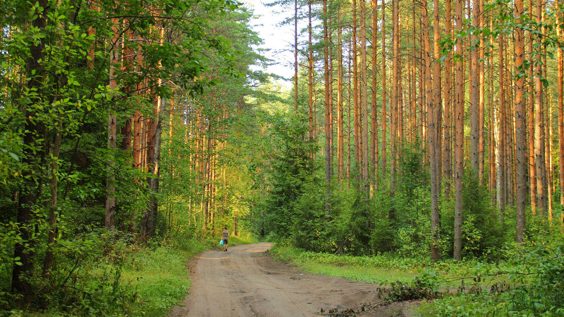 Еловый лес в Ленинградской области