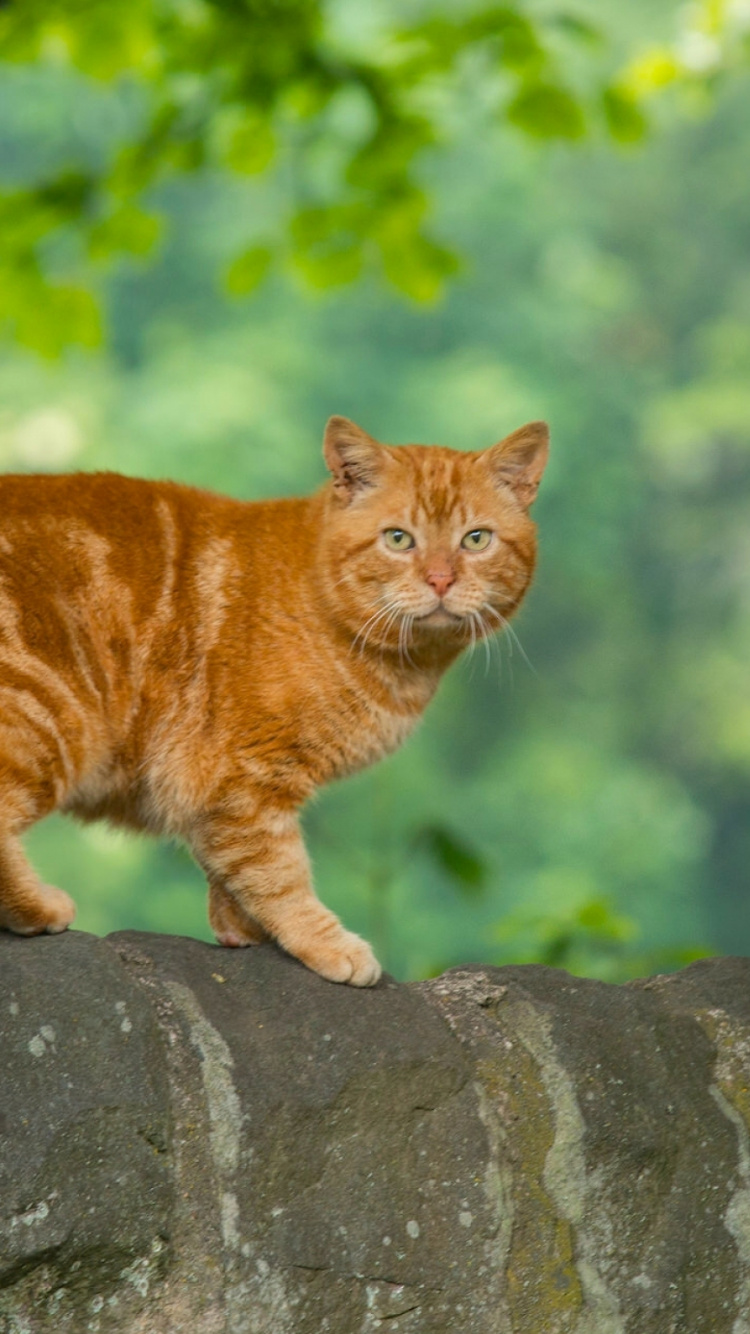 Рыжие Коты Породы С Фото