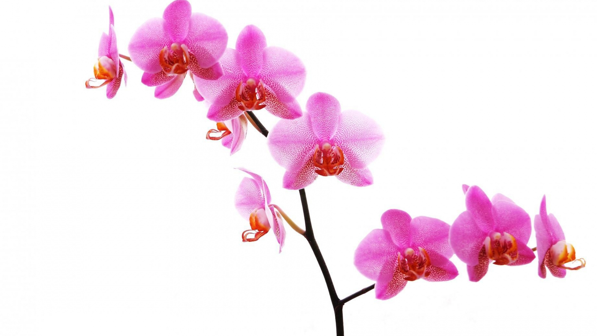 Сиреневая Орхидея фаленопсис PNG
