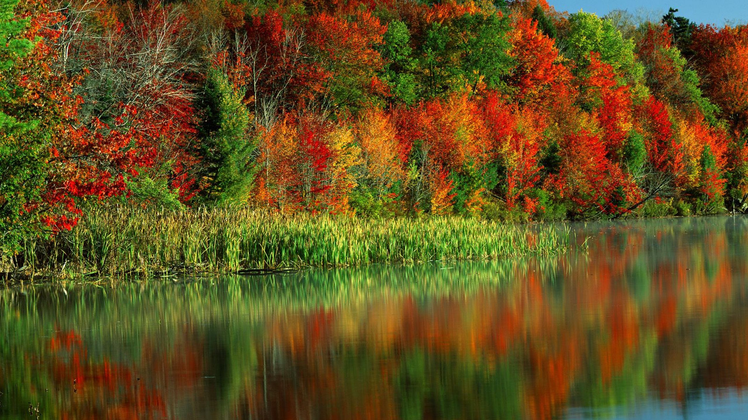 Пестрая стена леса. Осень. Яркие краски природы. Осенние краски природы. Красивая осень.