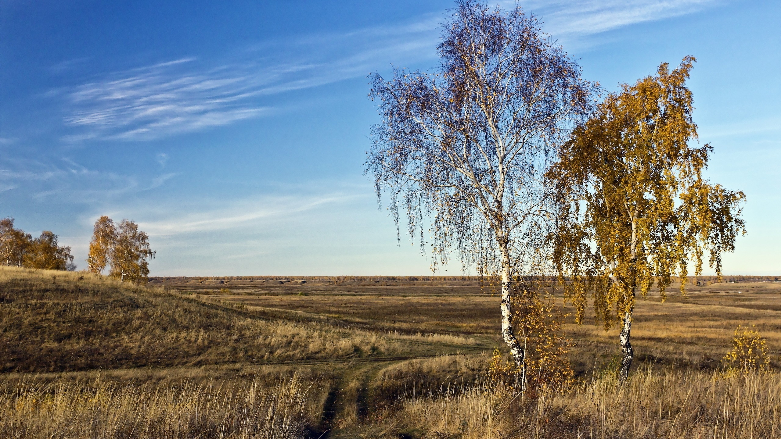 Березы поле картинка