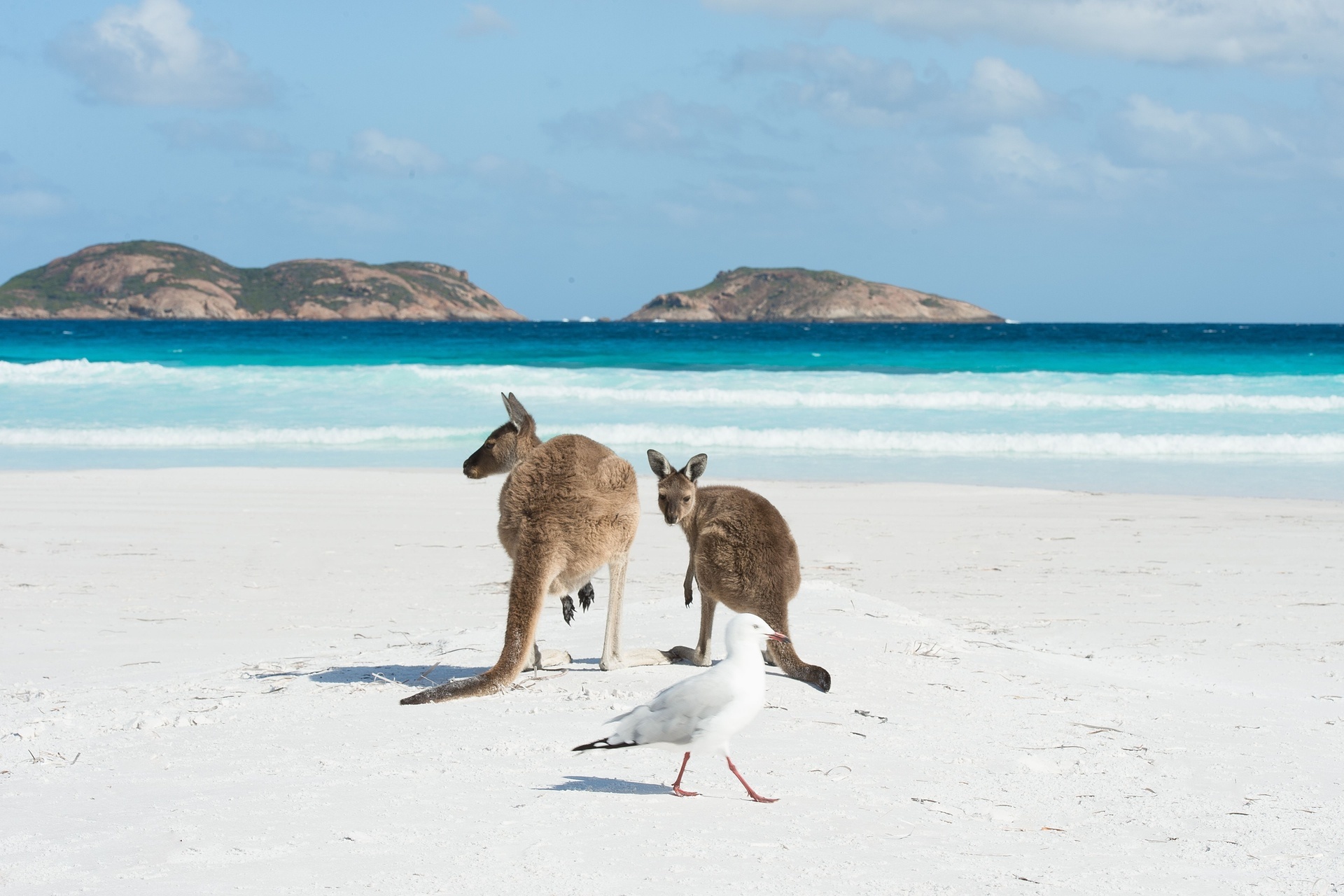 Animals edition. Пляж лаки Бэй Австралия. Остров кенгуру в Австралии. Кенгуру на пляже в Австралии. Животные на пляже.