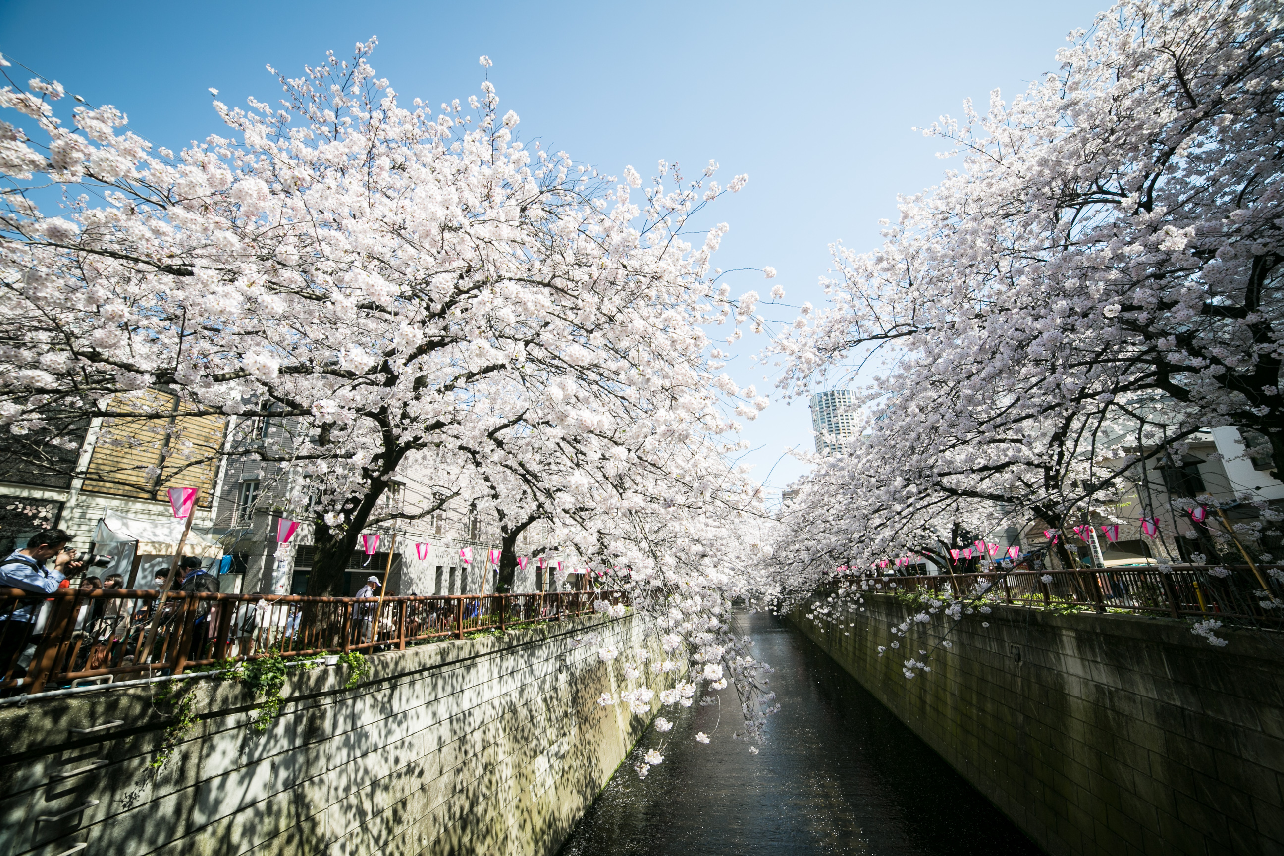 Tokyo blossom