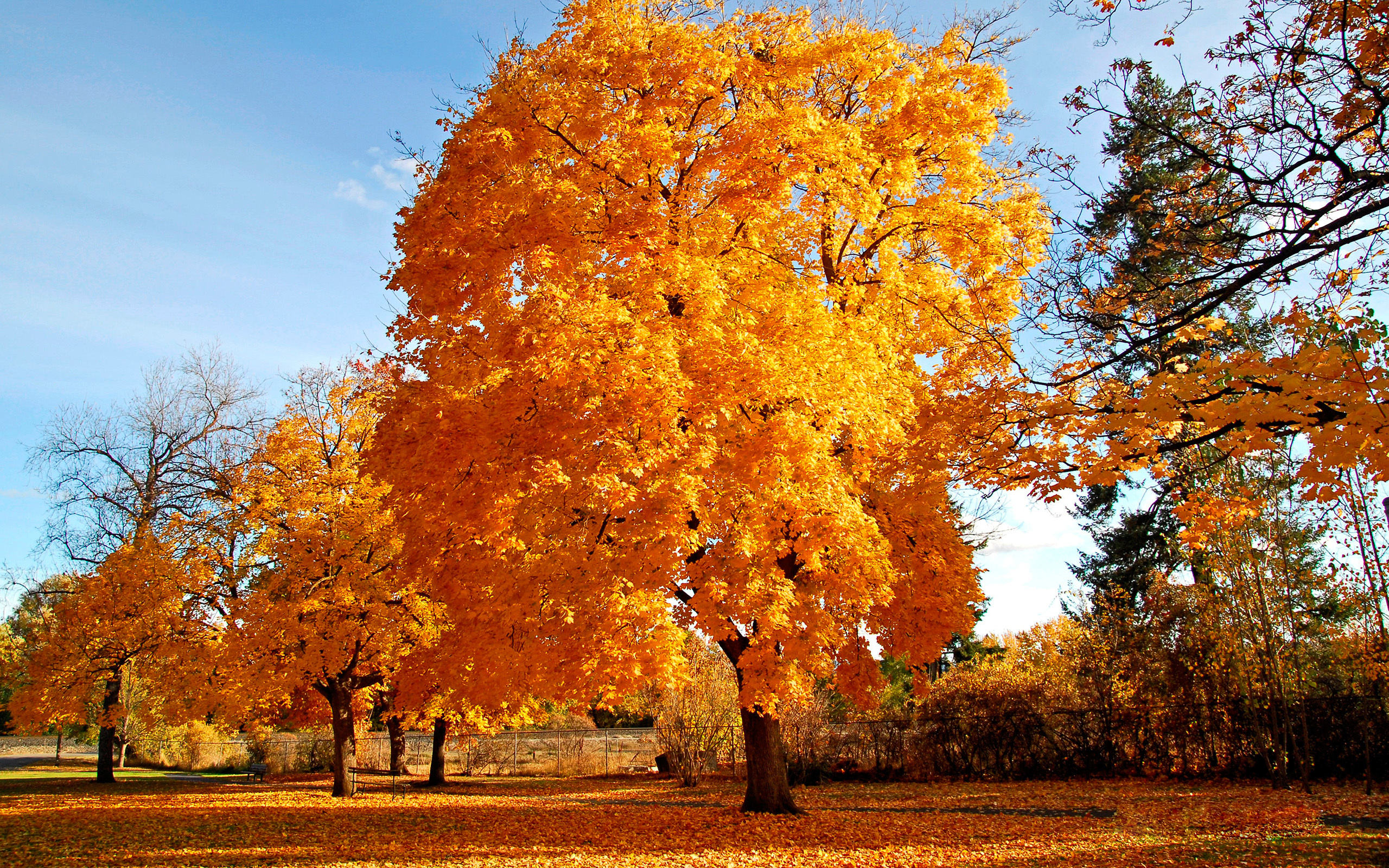 Картинка времена года осень. Золотистый клен. Осеннее дерево. Осень деревья. Золотая осень.
