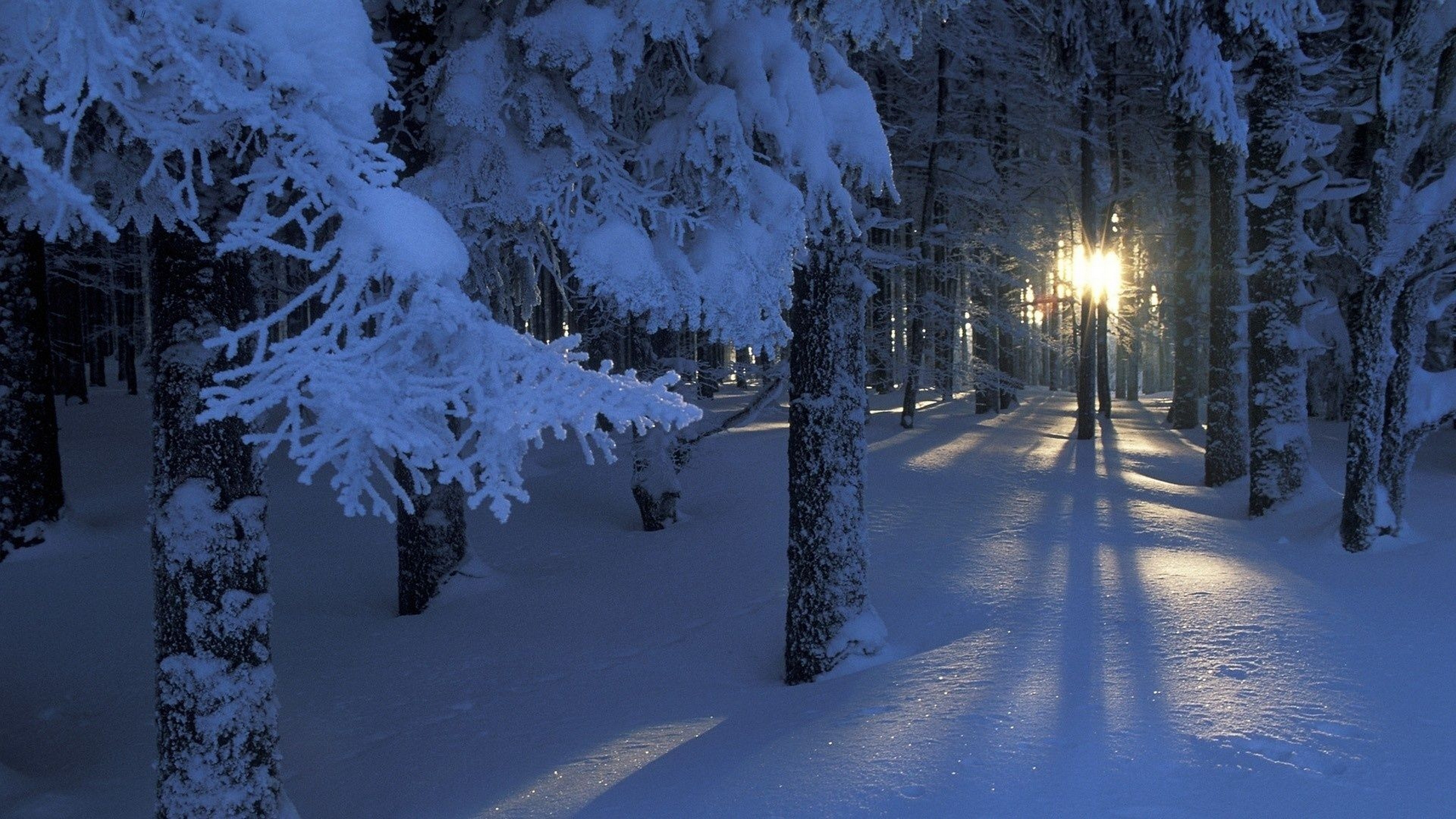 Снежок пк. Зимний лес. Зима снег. Красивая зима. Обои зима.