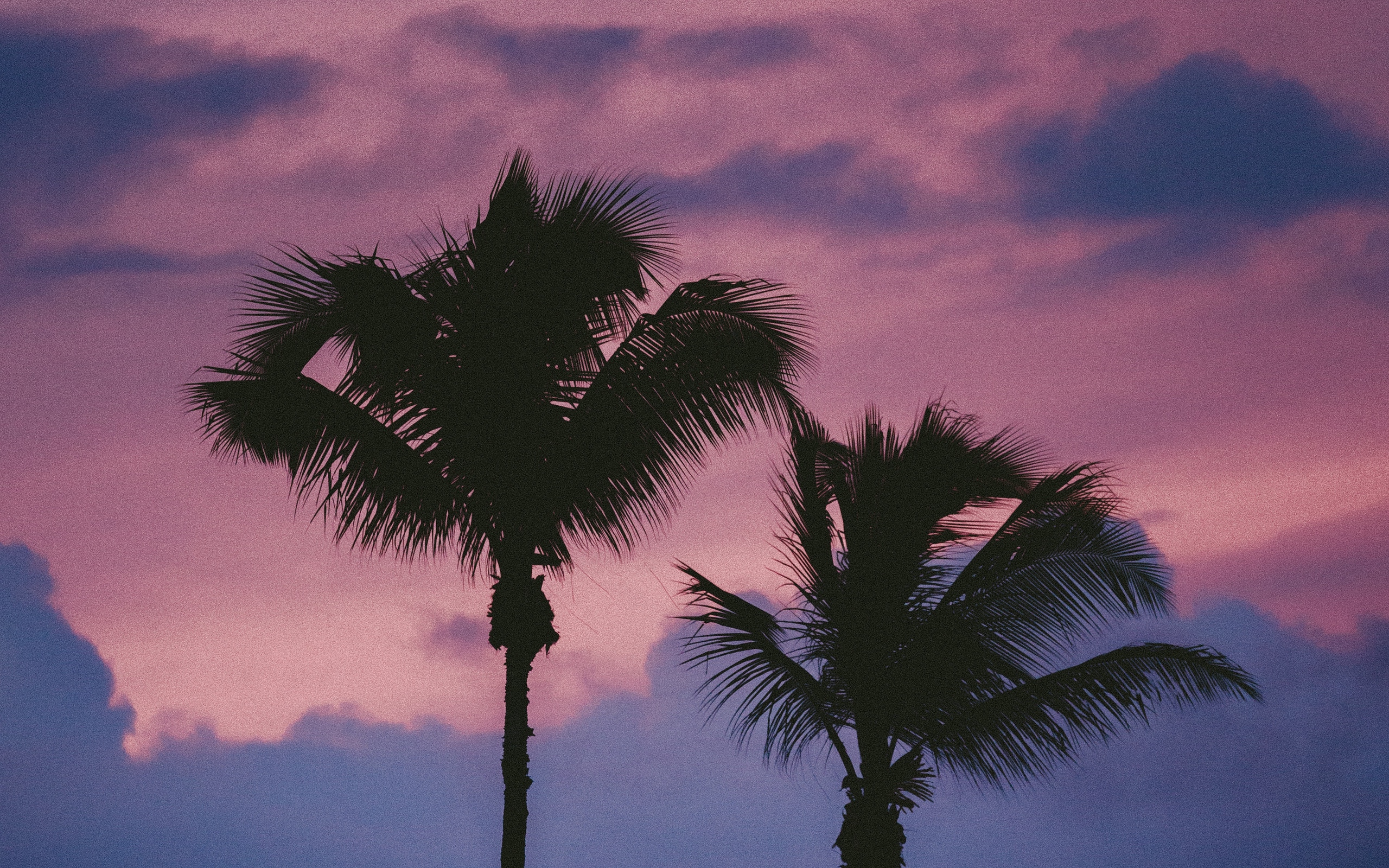 Неоновые пальмы. Пальмы лес. Пальмы vhs. Пальмы небо. Palm tree песня.