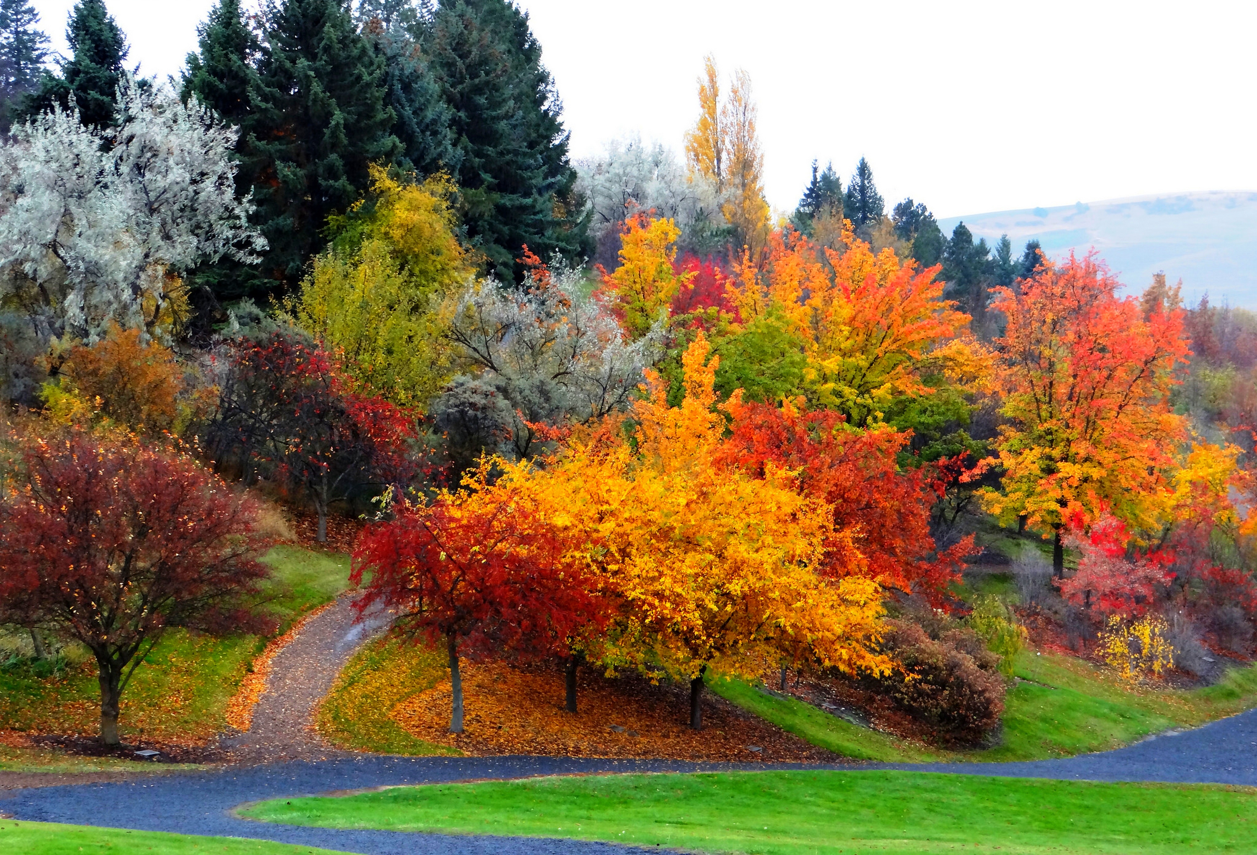 Обои осень, дерево, лист, природа, растительность, фото, заставка.