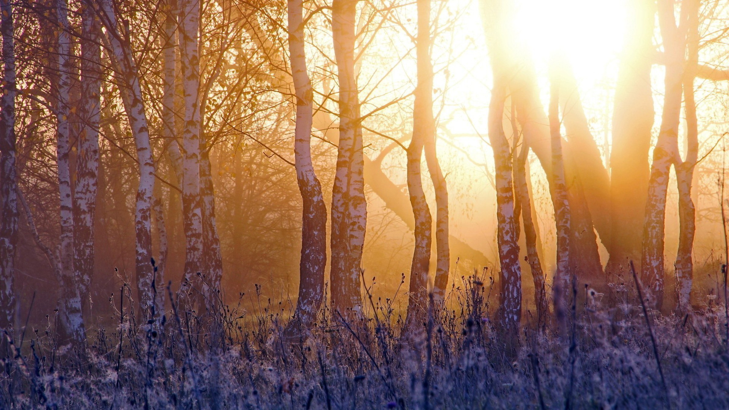 Восход солнца и закат в апреле. Утренний лес. Утро природа. Весенний лес.