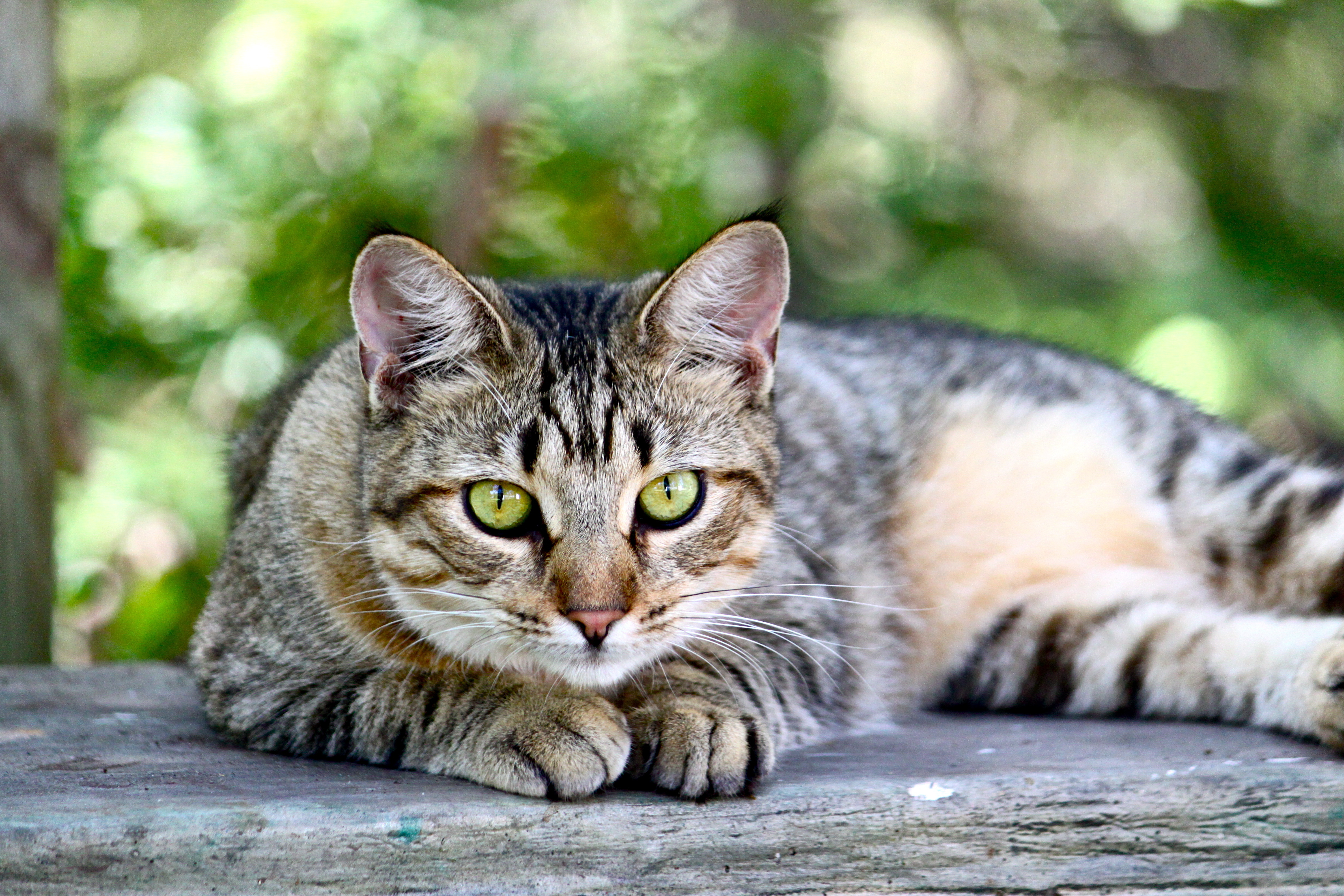 Красиво про кота. Канаани порода кошек. Европейская короткошерстная кошка. Брэмбл порода кошек. Калифорнийская сияющая кошка.