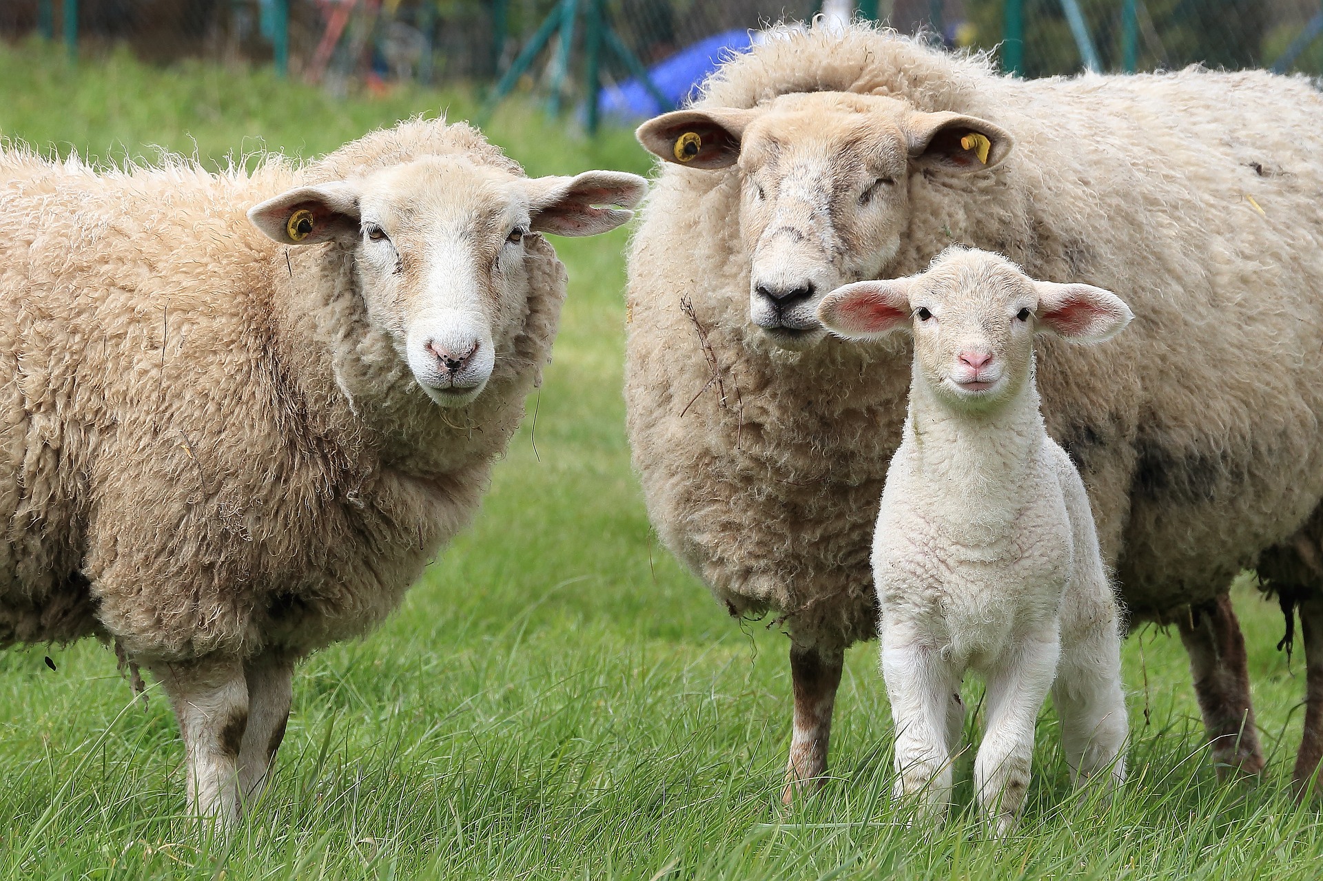 Бурятская полугрубошерстная порода овец