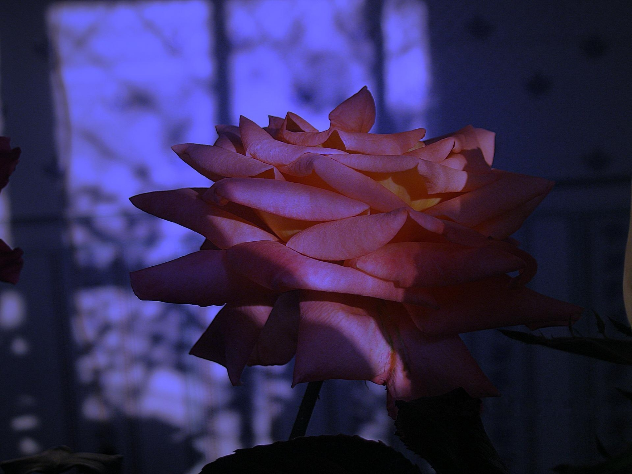 Цветок распустившийся в темноте