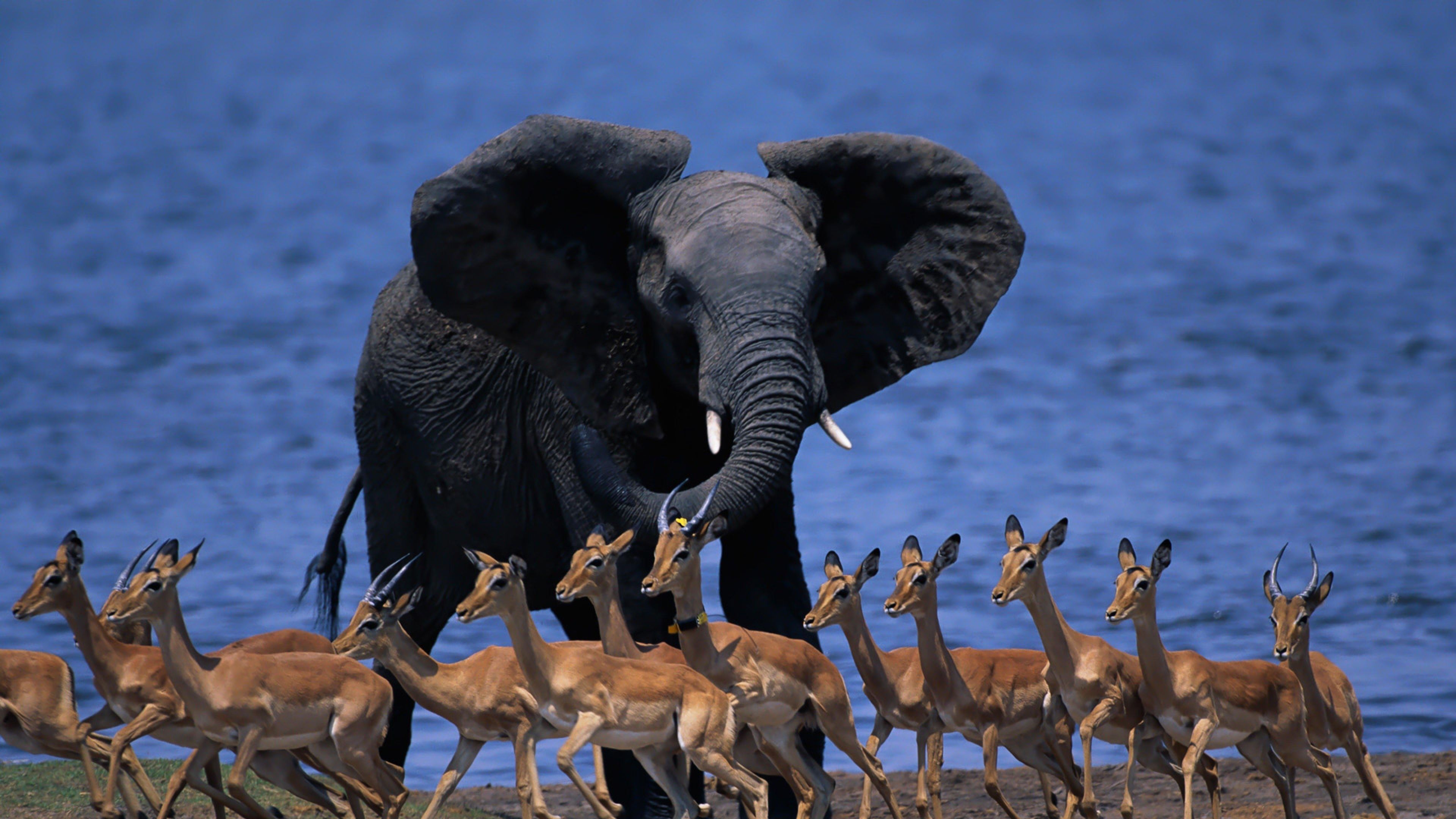 В мире живут дикие. Животный мир. Фауна Африки. Животных Африки. Удивительный мир животных.