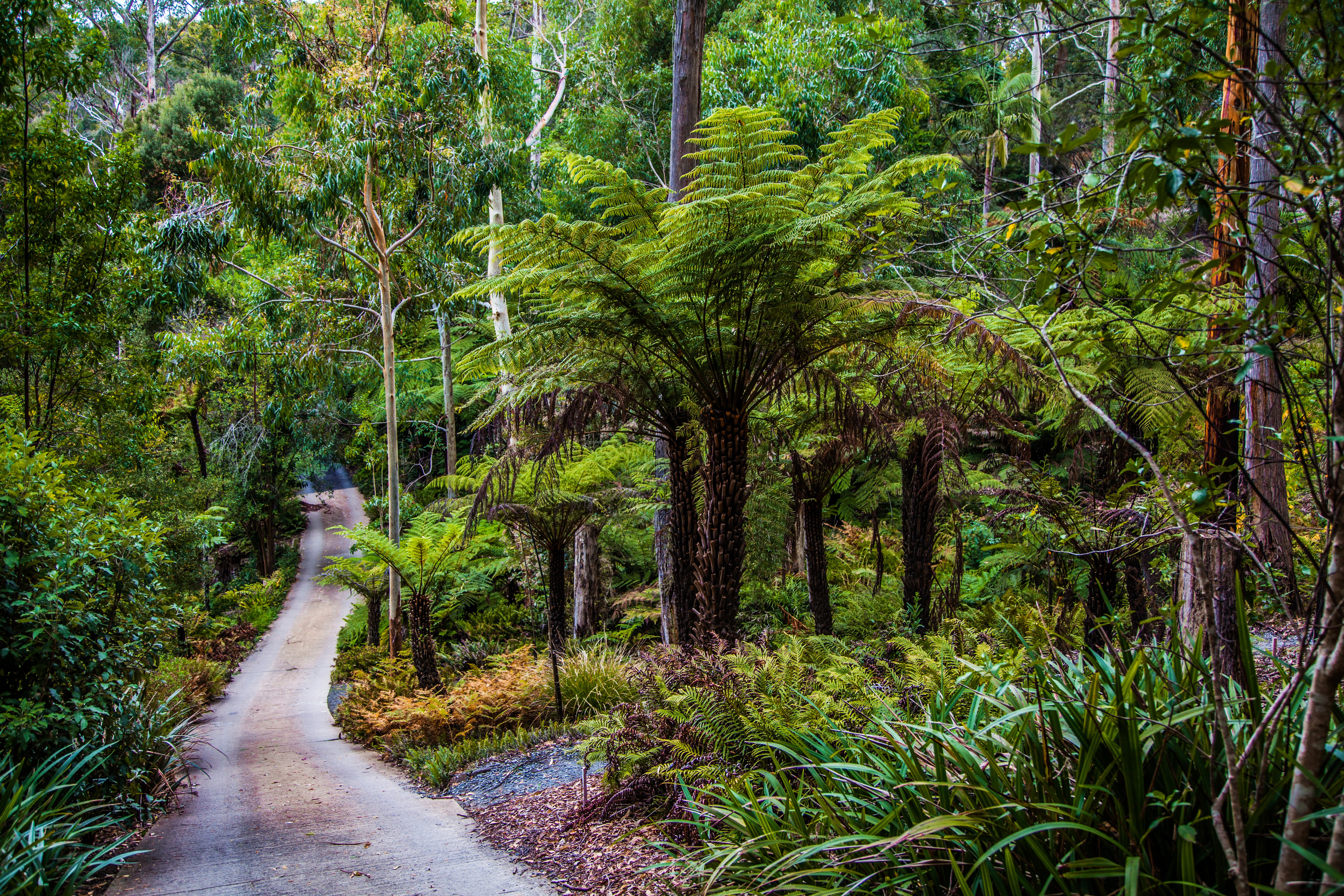 Влажные субтропические леса климат. Дождевые тропические леса Австралии. Субтропики лес Австралия. Дождевые леса восточного побережья Австралии. Дождевой лес Австралии.