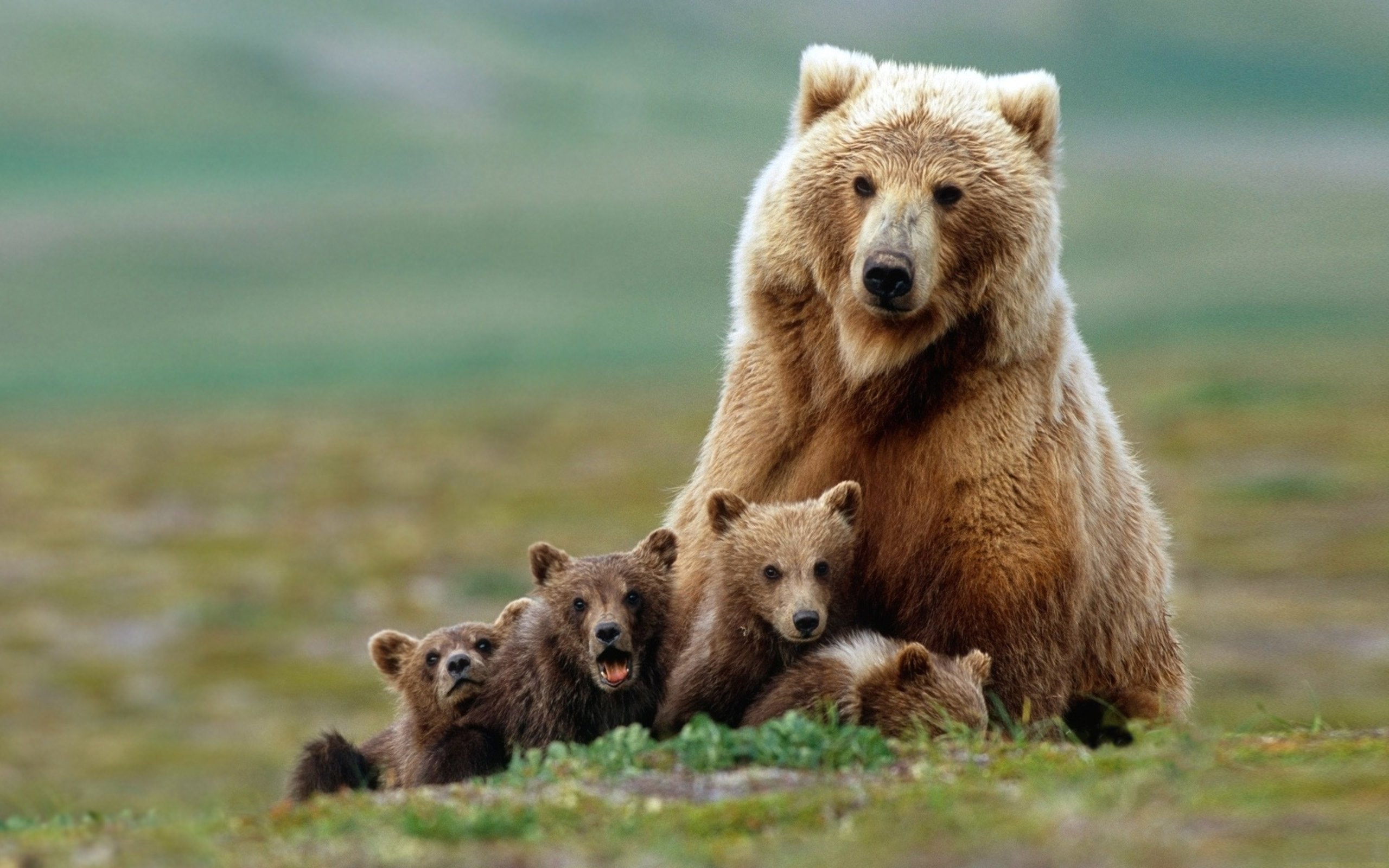 Популяция бурых медведей. Медведь Гризли Россия. Гризли североамериканский бурый медведь. Медведь Гризли с медвежатами. Бурый медведь с медвежатами.