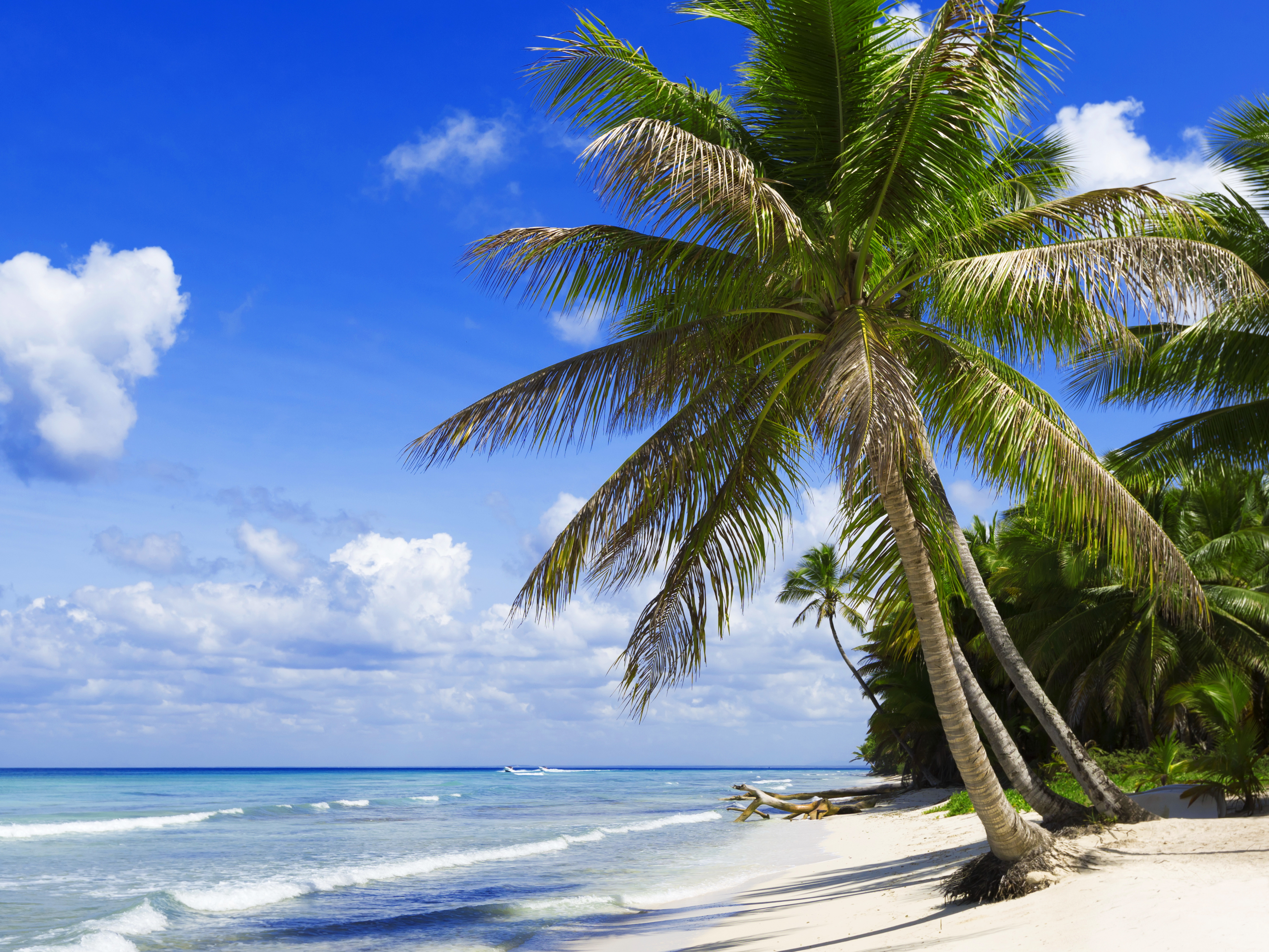 Beach tree. Парадиз остров Карибского моря. Море пляж. Пляж с пальмами. Пальмы и океан.