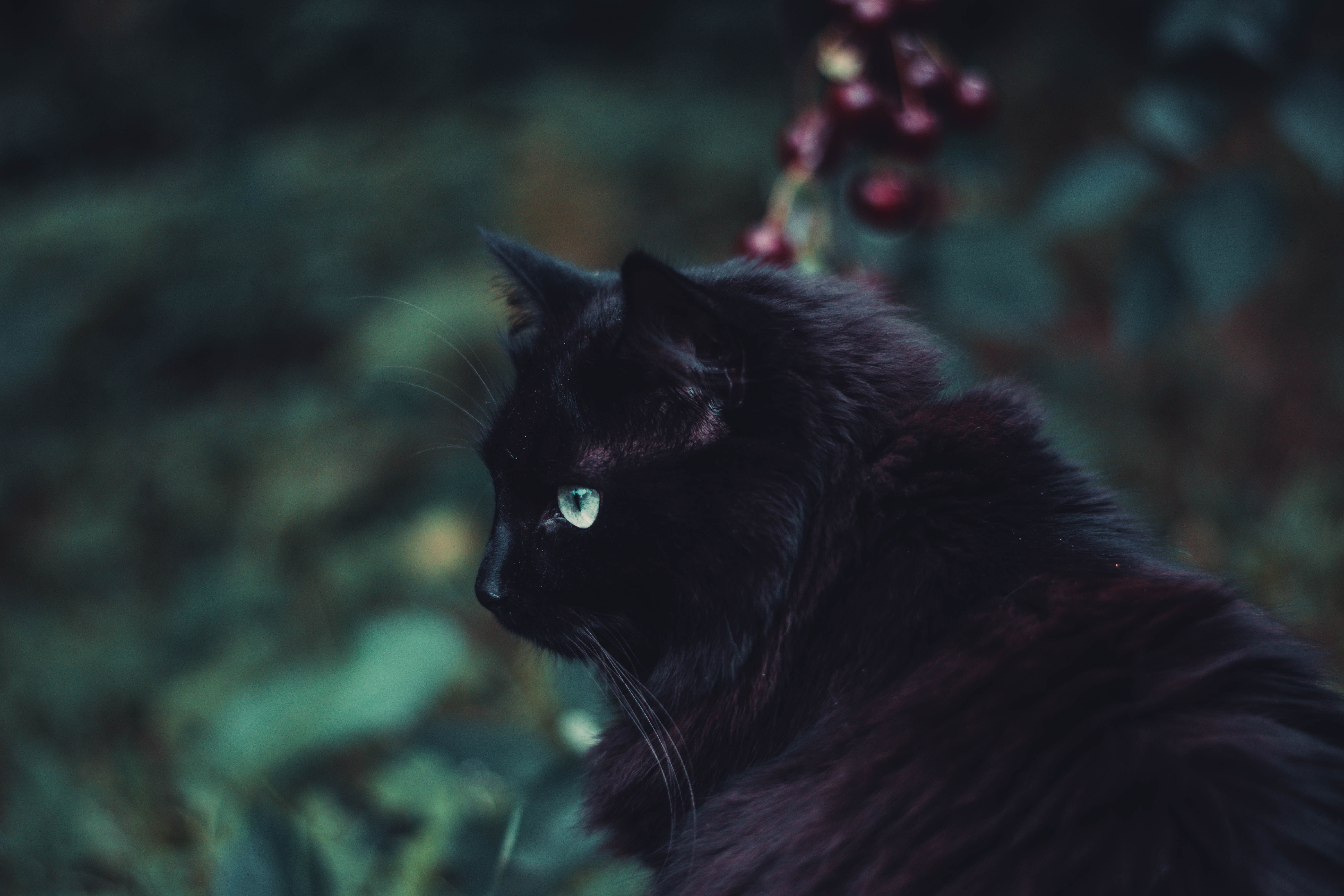 Обои кот, черная кошка, черный, бакенбарды, кошачьих, фото, заставка.