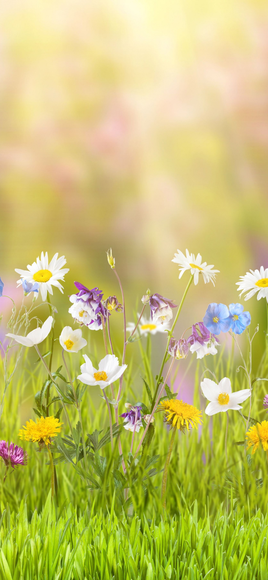 Обои весна, Люди в природе, луг, цветок, окружающая среда в разрешении 1125x2436