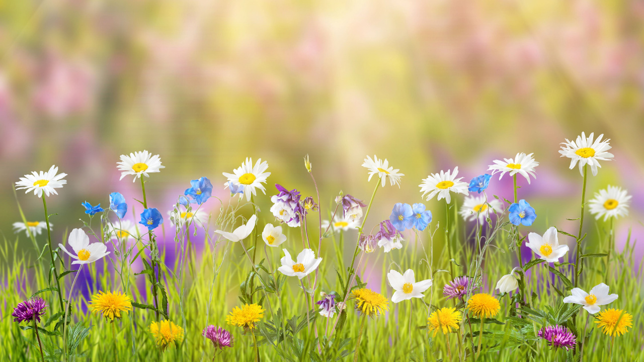 Обои весна, Люди в природе, луг, цветок, окружающая среда в разрешении 1280x720