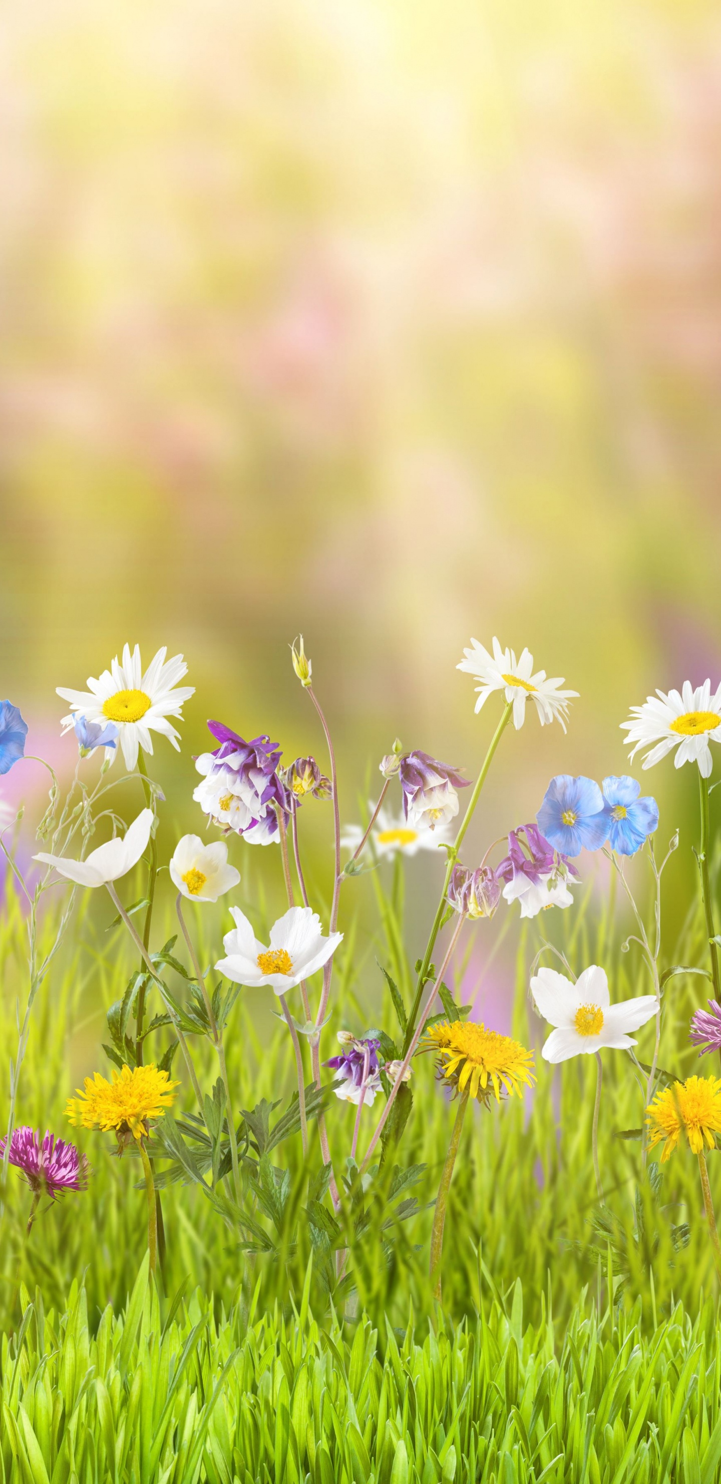 Обои весна, Люди в природе, луг, цветок, окружающая среда в разрешении 1440x2960