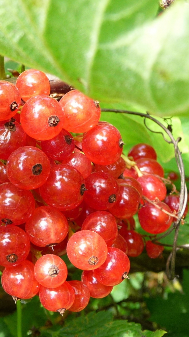 Обои ягоды, фрукты, растение, смородина, бессемянные плоды в разрешении 750x1334