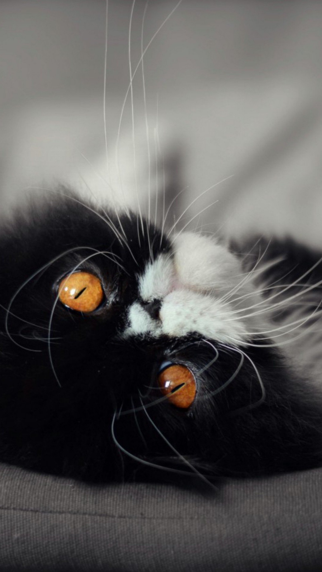 Обои кошки малого и среднего размера, кошачьих, бакенбарды, черный, мех в разрешении 1080x1920