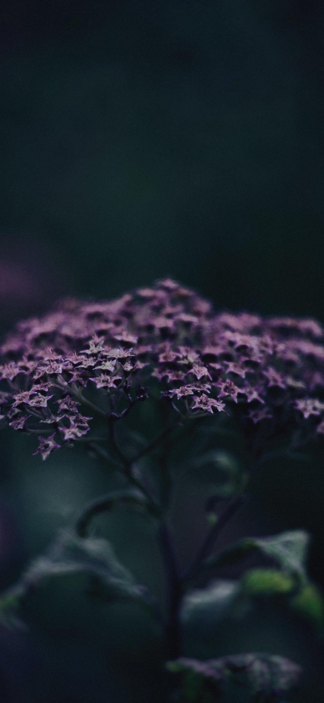 Обои арт, цветок, растение, лепесток, пурпур в разрешении 1125x2436