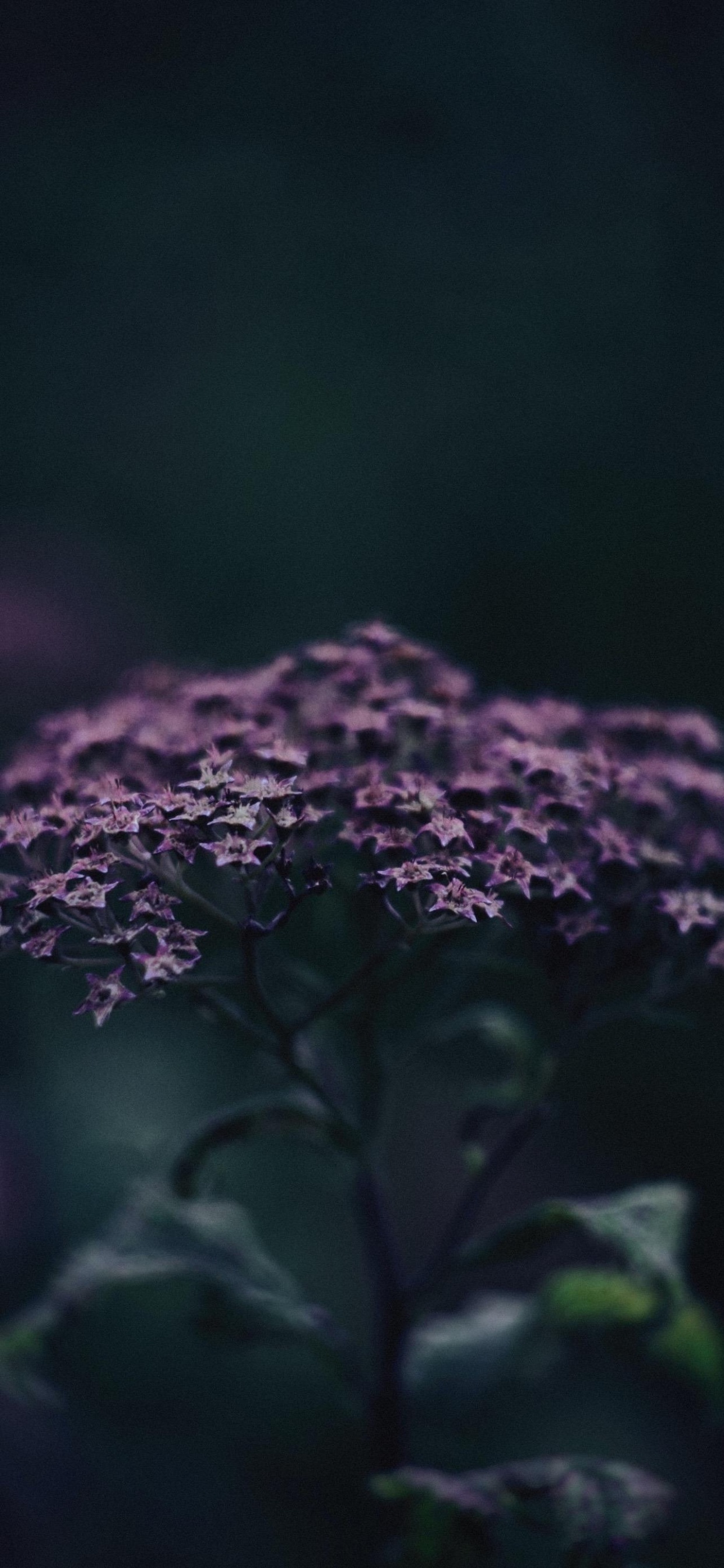 Обои арт, цветок, растение, лепесток, пурпур в разрешении 1242x2688