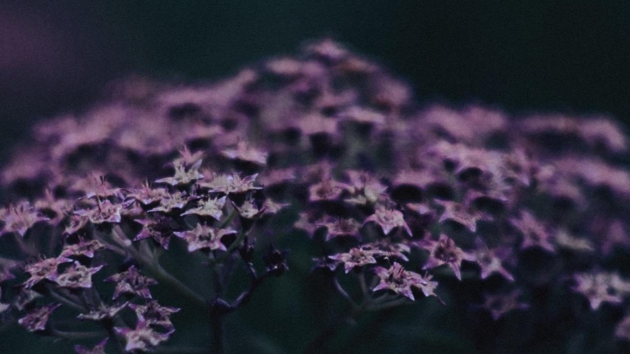 Обои арт, цветок, растение, лепесток, пурпур в разрешении 1280x720