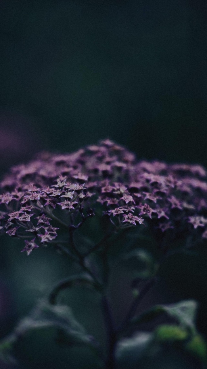 Обои арт, цветок, растение, лепесток, пурпур в разрешении 720x1280