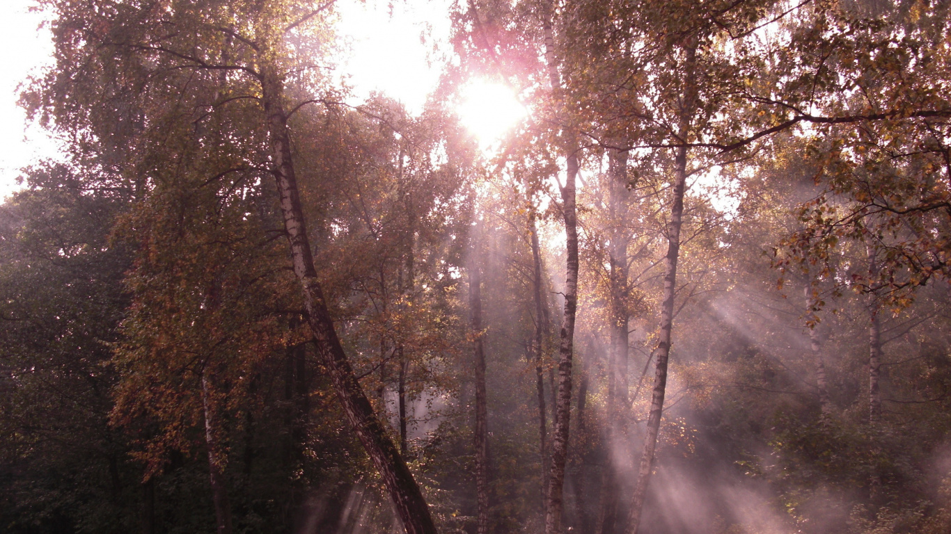Обои лес, береза, дерево, природа, солнечный свет в разрешении 1366x768
