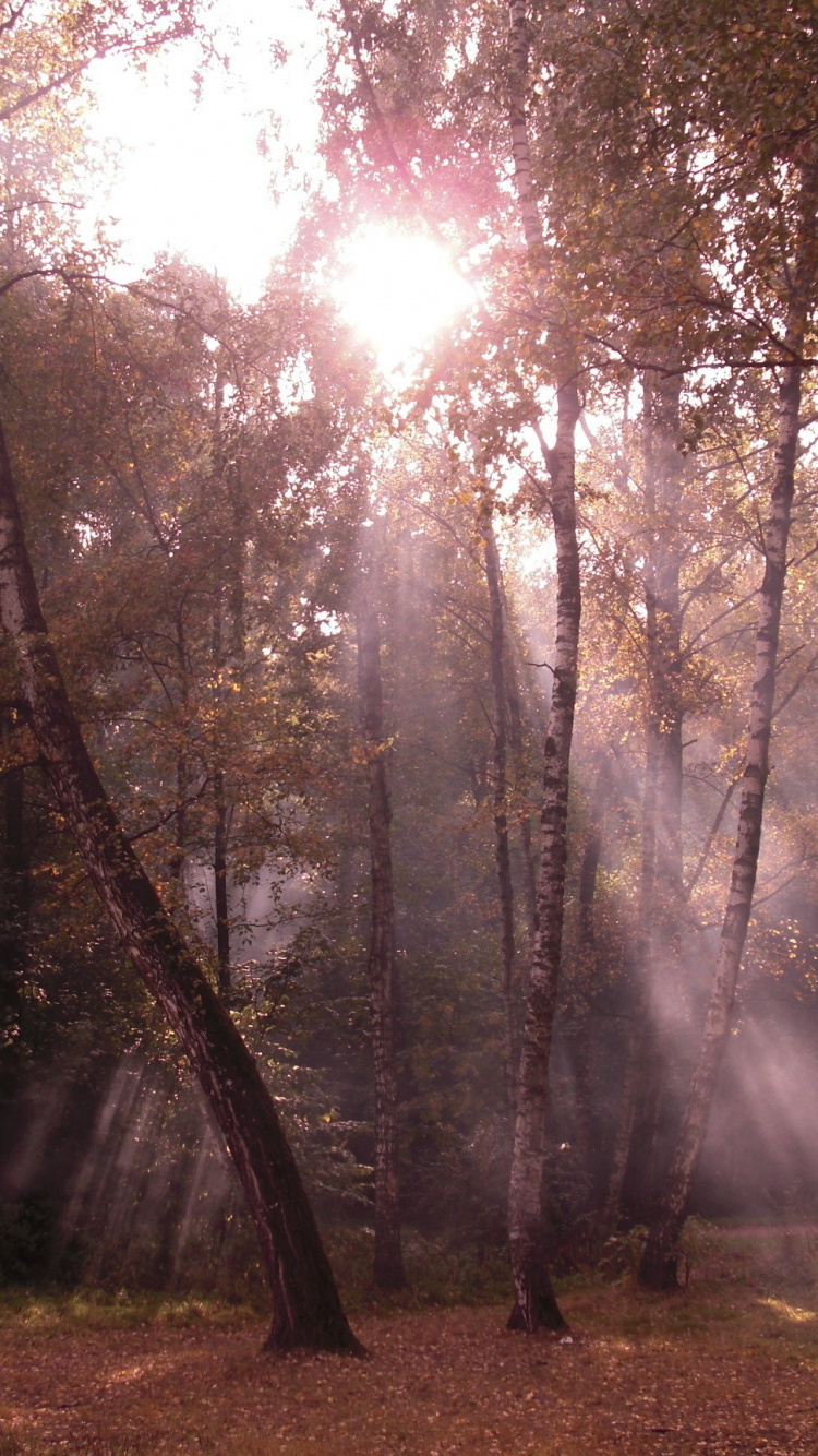 Обои лес, береза, дерево, природа, солнечный свет в разрешении 750x1334